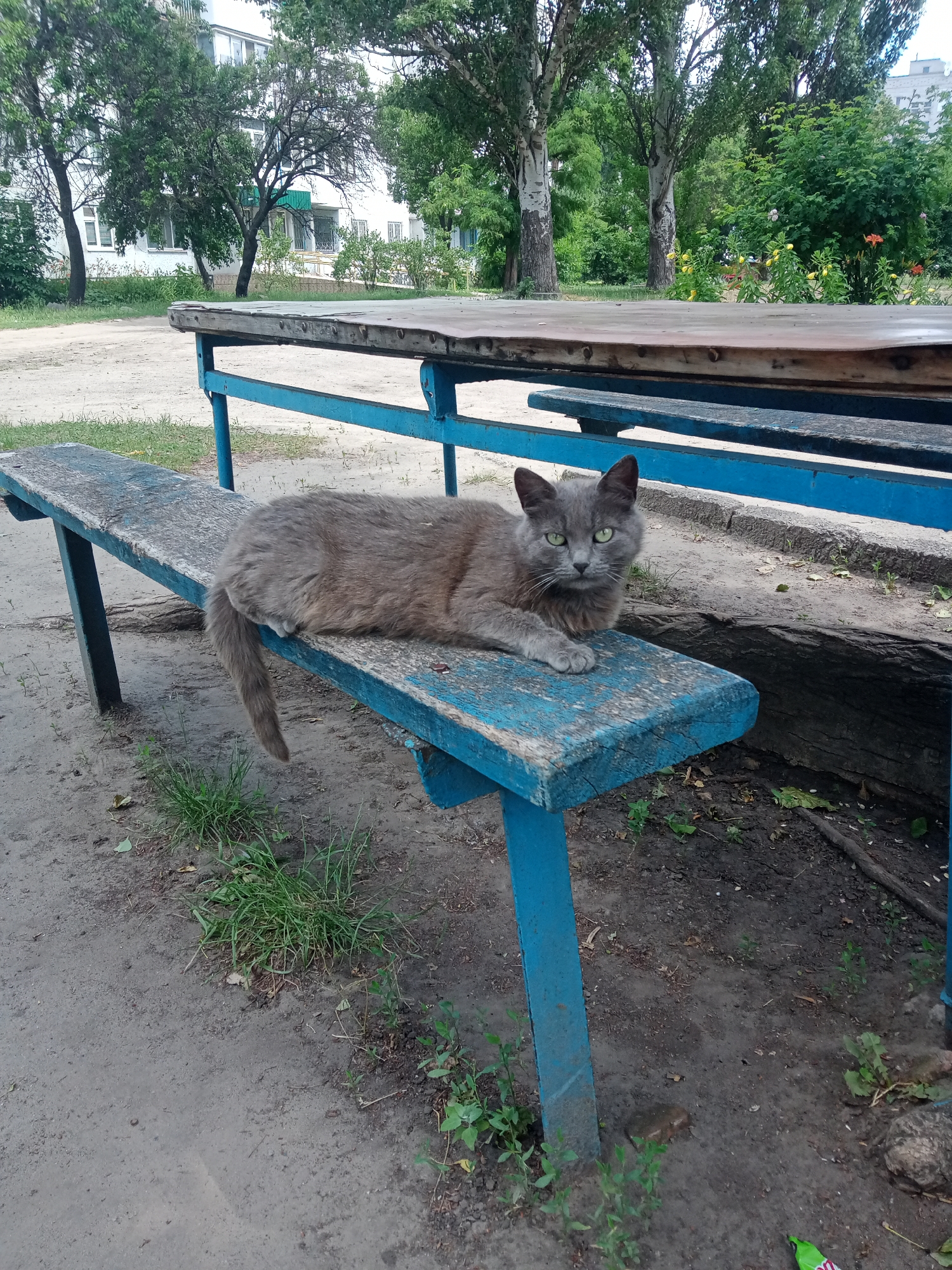 A medium-sized, gray cat with bright green eyes is lying on a weathered, blue wooden bench. The cat is positioned facing the viewer, with its front paws crossed. The bench is part of an outdoor picnic table setup, with a wooden tabletop supported by blue metal legs visible in the background. The surrounding environment appears to be a park or recreational area, with sandy ground, patches of grass, and trees with lush green foliage. In the distance, a multi-story building with white siding and windows is visible, suggesting an urban or suburban setting in Vlasivka, Ukraine. The overall scene conveys a moment of quiet repose for the feline subject within a somewhat unkempt outdoor space.