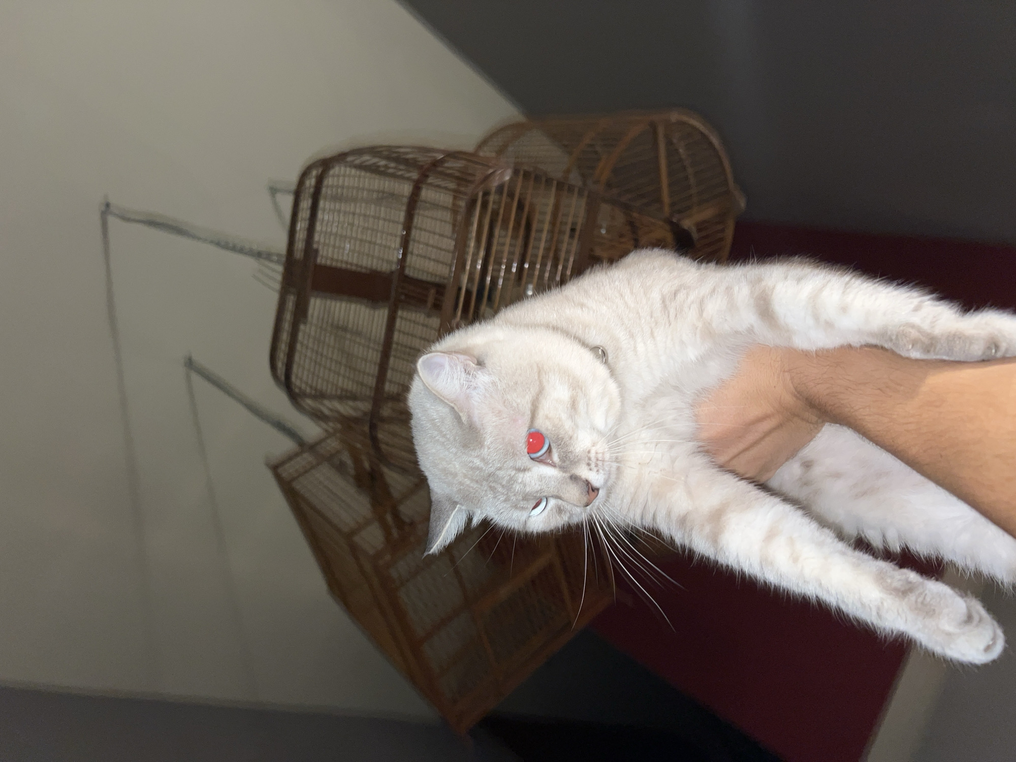 An indoor scene in Unknown, Unknown, captures a light-colored cat held vertically by a human hand. The cat, appearing to be a cream or light beige color with faint darker markings on its extremities, has long white whiskers. Its right eye (viewer's left) is a light blue-grey, while its left eye (viewer's right) exhibits a distinct red-eye effect, indicating the use of a flash. A thin, metallic collar is visible around its neck. The human hand, with a tanned complexion, supports the cat's torso. In the background, suspended from a light-colored ceiling, are at least three empty, traditional wooden or bamboo birdcages of varying designs. The room appears dimly lit, contributing to the red-eye phenomenon.