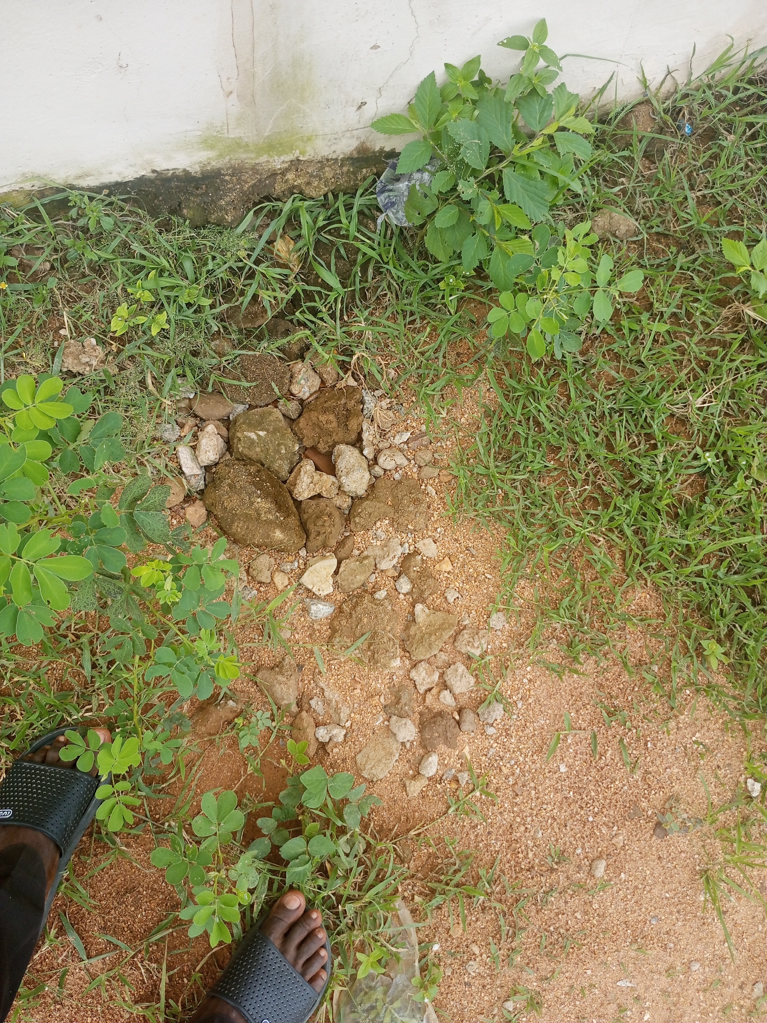 The image depicts a ground-level view of an outdoor area with sandy soil, sparse grass, and scattered rocks. In the center of the frame, a small pile of dirt and stones is visible. To the left and right, green leafy plants are growing.
In the lower portion of the image, two feet wearing black open-toed sandals are visible, suggesting the presence of at least one person. The sandals have a textured pattern on the straps.
The scene appears to be a natural or semi-natural outdoor environment, possibly a yard or a neglected patch of land. The lighting suggests it is daytime, and the presence of green plants implies a warm climate. The setting could be Jalingo, Nigeria, as indicated by the location context. No specific activity or event is clearly taking place, other than the implied presence of someone standing there. There is no visible text in the image. The overall impression is one of a simple, unadorned outdoor space.
