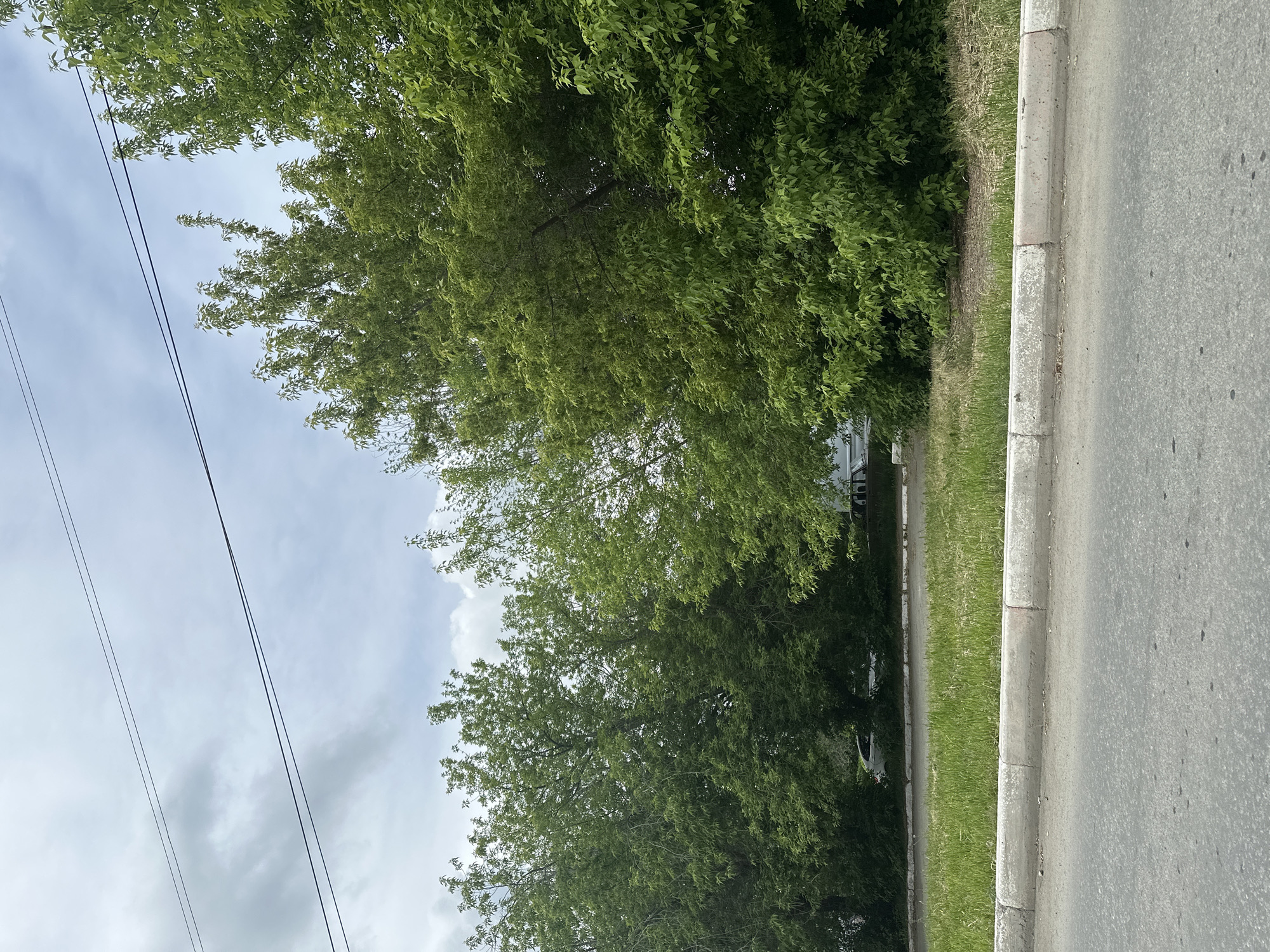 The image depicts a street scene in an urban or suburban area of Unknown, Unknown. The perspective is from a street level. A paved road is prominent on the right side of the frame, bordered by a concrete curb and a narrow strip of green grass. Lush green trees line the opposite side of the road, forming a natural barrier. Power lines stretch across the upper left portion of the sky. The sky is overcast, with visible clouds. A house is vaguely visible behind the trees.
