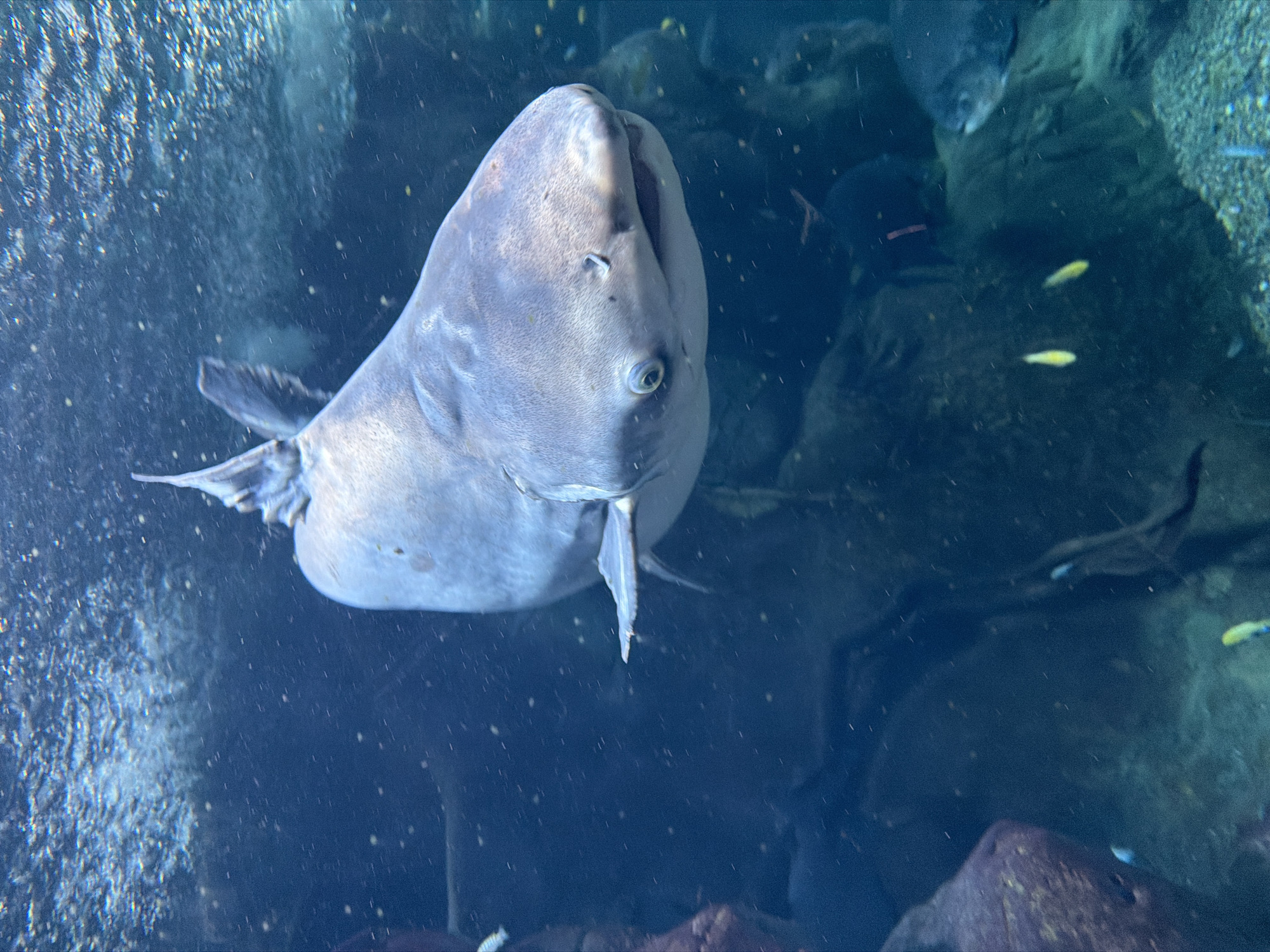 A large, grey shark swims in an aquarium at the Sochi Discovery World Aquarium. The shark's head and upper body are in focus, with its mouth slightly open and its eye visible. Bubbles and small particles are suspended in the dark blue water. In the background, rocks and other fish are visible, partially obscured by the water's murkiness. The lighting is dim, highlighting the shark's form against the dark aquatic environment.