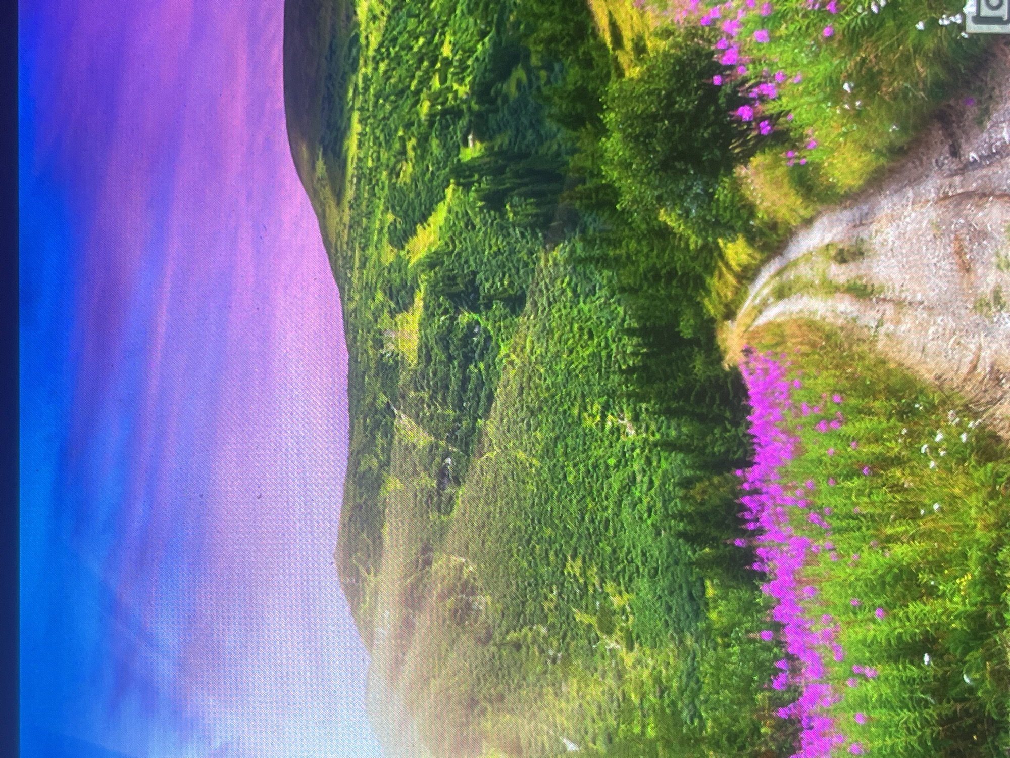 This image depicts a vibrant mountainous landscape in Zelenyi Hai, Ukraine. The upper third of the scene features a sky exhibiting a strong gradient, transitioning from a deep blue in the upper left to a vivid purple and magenta across the center and right, indicative of either sunrise or sunset. Below the sky, large, undulating mountains covered in dense green foliage dominate the background and midground. A distinct bright light source, likely the sun, illuminates the upper left slope of the mountain range, casting a luminous glow. The midground features a thick evergreen forest composed of numerous dark green trees. In the foreground, a winding, unpaved dirt path, light brown in color, extends from the lower center of the frame towards the midground, curving gently to the right. Both sides of this path are bordered by expansive patches of vibrant magenta-purple flowers, interspersed with green stems and scattered small white blossoms. No human figures or animals are present in the scene.