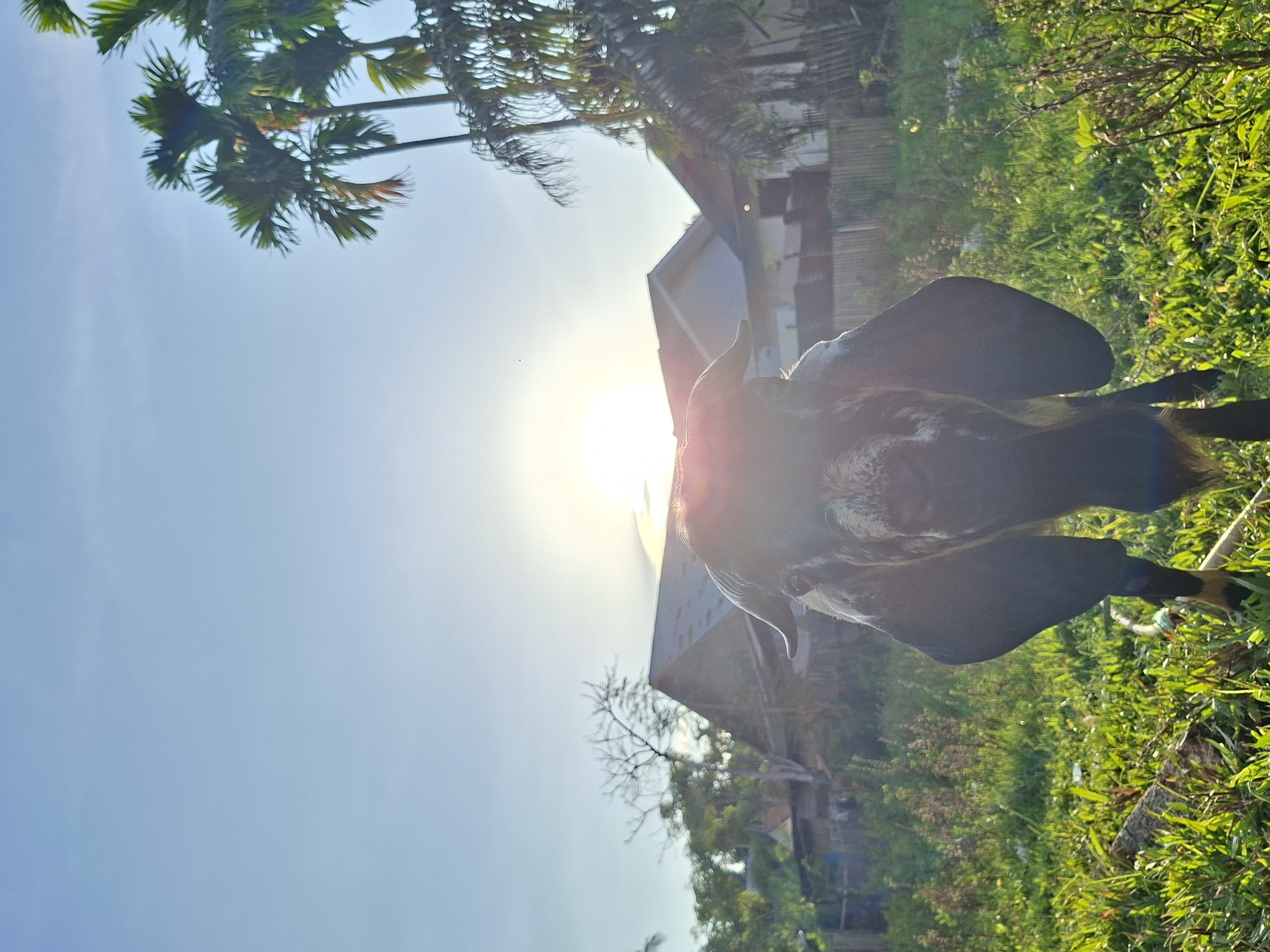The image, taken in daylight, shows a black cow in a grassy area with a house in the background. The sun is visible in the sky, causing a lens flare. The cow is positioned near the edge of the frame. There are palm trees in the upper left corner. The location appears to be Lhokseumawe, Indonesia based on the background environment, typical of Southeast Asian scenery.