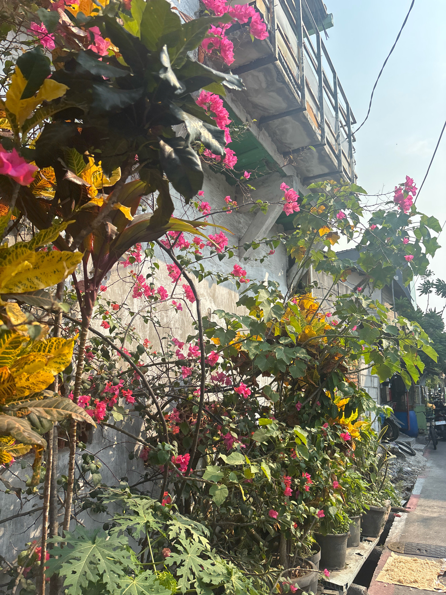 The image depicts a vibrant collection of potted plants, primarily bougainvillea with bright pink flowers and a croton plant with yellow and green variegated leaves, flourishing against a weathered concrete wall. Above the wall, a rusty metal balcony railing is visible, with a thick black electrical wire running across the bright, cloudless sky. The scene extends to the right, revealing a narrow street with a sidewalk. Several dark grey pots containing more plants are lined up on a metal shelf along the sidewalk. In the background, there are glimpses of buildings constructed from grey cinder blocks, and a blue barrel. A black motorcycle is parked further down the street, hinting at urban activity. The overall impression is one of urban greenery thriving in a residential area, possibly in the district of North Jakarta, Indonesia, as suggested by the architectural style and the presence of motorcycles commonly used for transportation in such regions.