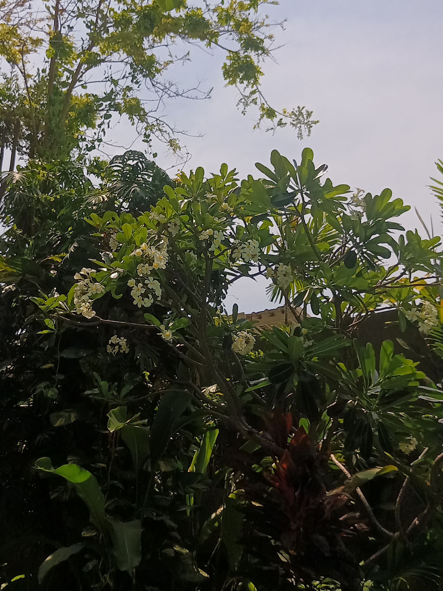 The image captures a view of lush tropical foliage in Hua Hin City Municipality, Thailand. Dominating the frame are the large green leaves and white flowers of a frangipani tree (Plumeria). Other types of greenery are visible, including broader leaves and possibly other tropical plants. The scene appears to be a garden or a heavily vegetated area, with the sky visible through gaps in the foliage. A section of a building roof is briefly visible through the greenery.