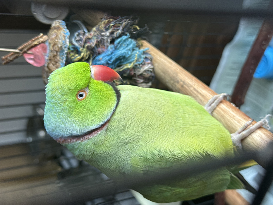 In the city of Dedenevo, Russia, a vibrant green Rose-ringed Parakeet (Psittacula krameri) is observed perched on a light brown wooden dowel. The bird is oriented slightly to the right, with its head turned to face the viewer, prominently displaying its right eye. Its plumage is uniformly bright green, accented by a distinct red beak and an orange-red iris. A subtle black and pinkish-mauve ring is visible around its neck. The parakeet's feet are securely gripping the wooden perch. The immediate environment indicates the bird is contained within a cage, with blurred vertical bars visible in the foreground and background. To the right and slightly behind the parrot, a hanging bird toy is present, constructed from wood, a pink plastic element, and shredded blue and brown fibrous material. The background is out of focus, suggesting an indoor setting.