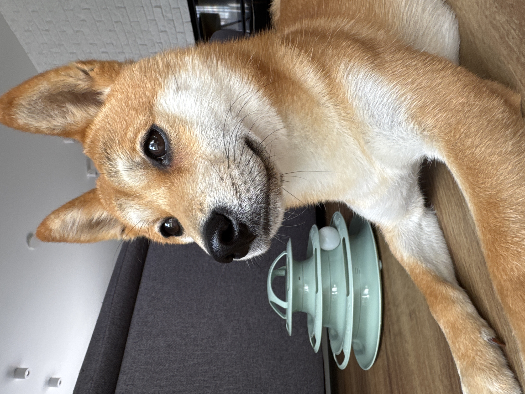 A Shiba Inu dog lies on a wooden floor, looking to its left. Next to the dog is a mint green, three-tiered cat toy with a white ball. The background features a grey sofa and a white brick wall. The scene is indoors, likely in a residential setting. The image appears to have been taken in Carnikava, Latvia.