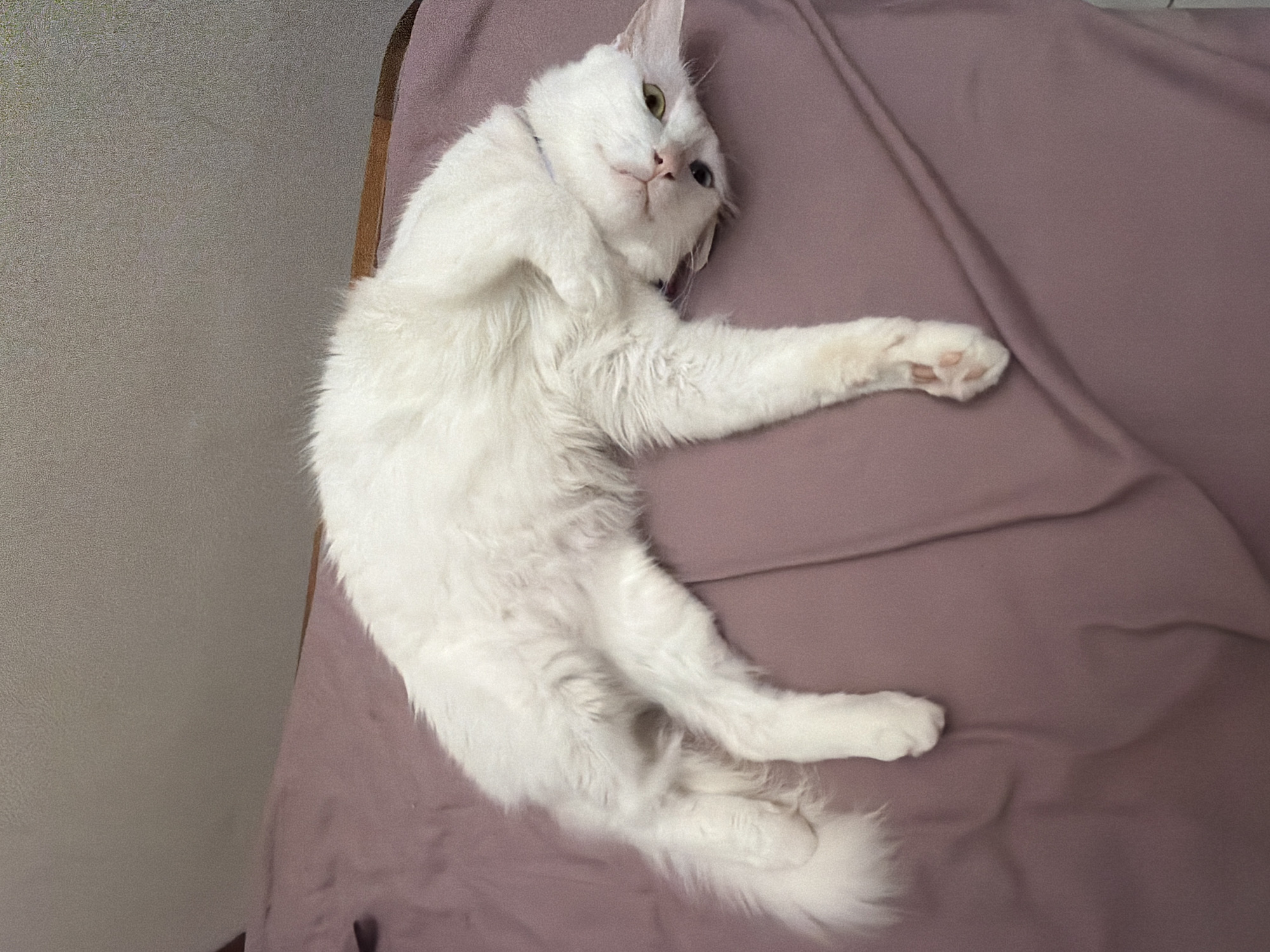 This image captures a white cat relaxing indoors, likely in a home in Ungasan, Indonesia. The cat is lying on its back on a light purple or mauve blanket, with its body slightly angled and its front and back paws extended in a relaxed pose. Its pristine white fur is visible across its entire body, and a hint of pink can be seen on its paw pads. The cat's head is tilted upwards, and its striking green and yellow eyes are looking directly towards the camera with a seemingly curious or playful expression. A subtle collar is visible around its neck. In the background, a muted gray wall or surface runs along the left side of the frame, meeting a narrow strip of a brown, possibly wooden, furniture piece behind the cat's head. The setting appears comfortable and domestic. The general lighting suggests it is daytime, but no specific time or weather conditions are discernible. There is no visible text in the image. The overall scene conveys a sense of the cat's contentment and comfort in its surroundings.