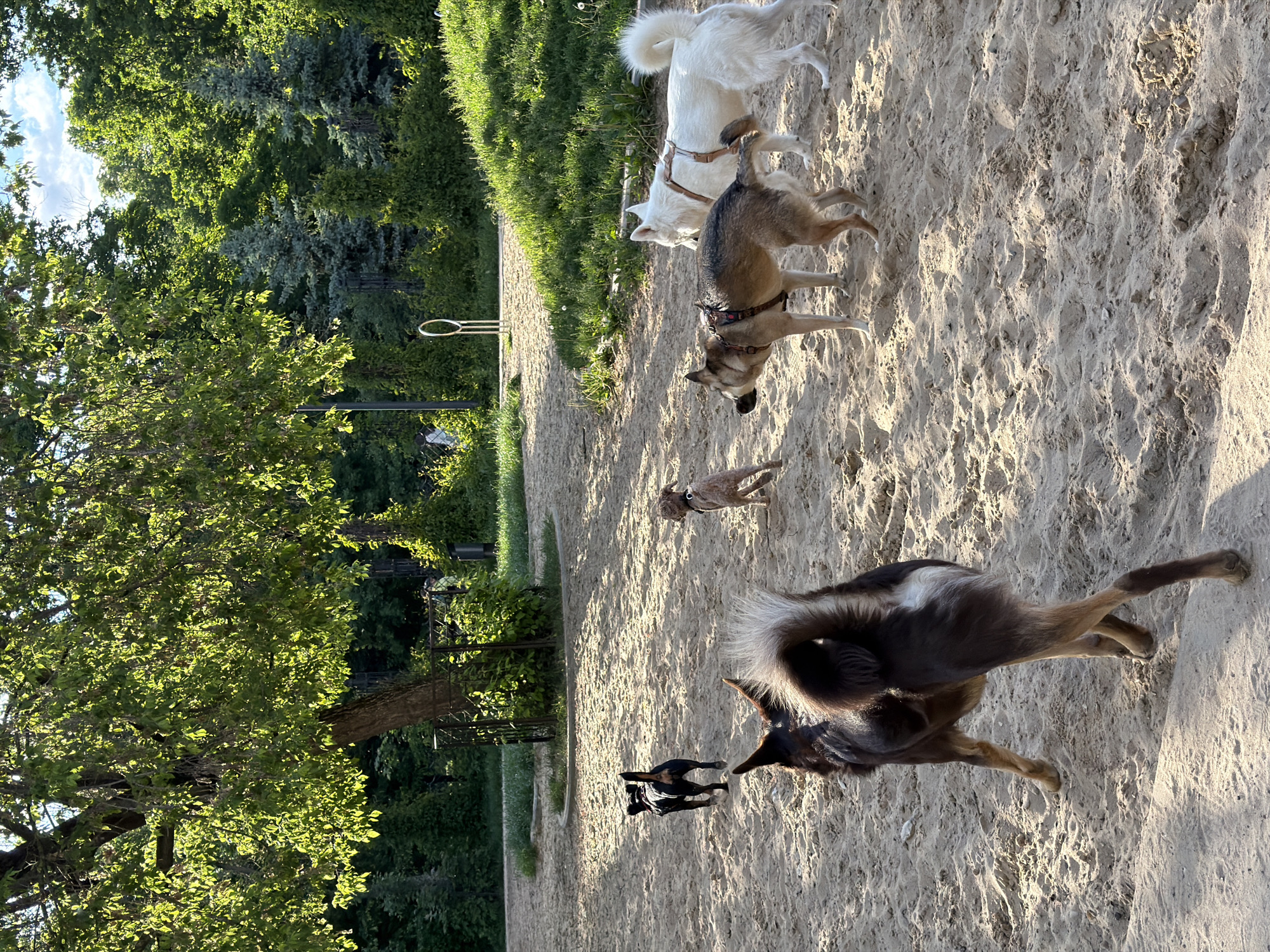 The image shows a dog park in Moscow, Russia. A group of dogs of various breeds and sizes are interacting on a sandy surface. From top to bottom, the dogs are: a white husky, a brown and white husky mix, a small terrier, a black and brown dog with a bushy tail, and two small black dogs. The background includes trees and grass, suggesting a park setting. A metal dog agility hoop is visible in the distance. The light indicates it is either early morning or late afternoon.