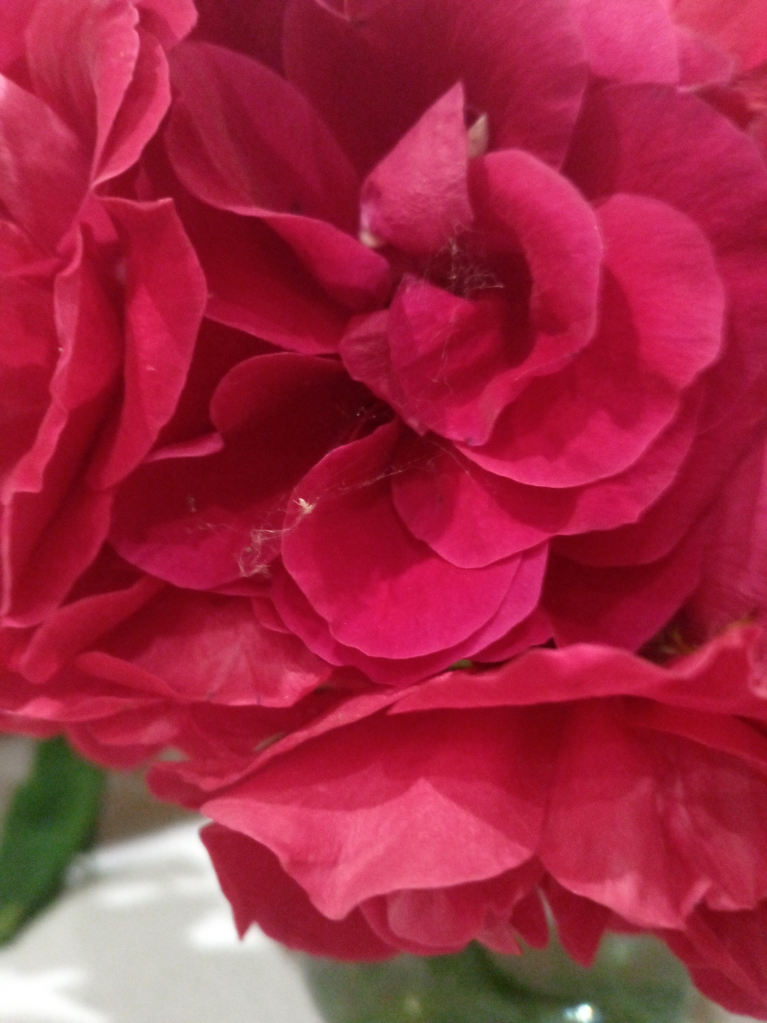 A close-up shot of a vibrant pink rose reveals intricate details of its petals. The lighting creates a play of shadows and highlights, emphasizing the delicate texture and layered structure of the flower. Tiny strands of cobweb are visible, clinging to some of the petals, adding a touch of subtle detail to the composition. In the background, out-of-focus elements suggest a natural environment, with hints of green leaves and a light-colored surface. The image is a static capture of the rose's beauty, devoid of any human presence or activity. The provided information does not include the location of Usman, Russia.