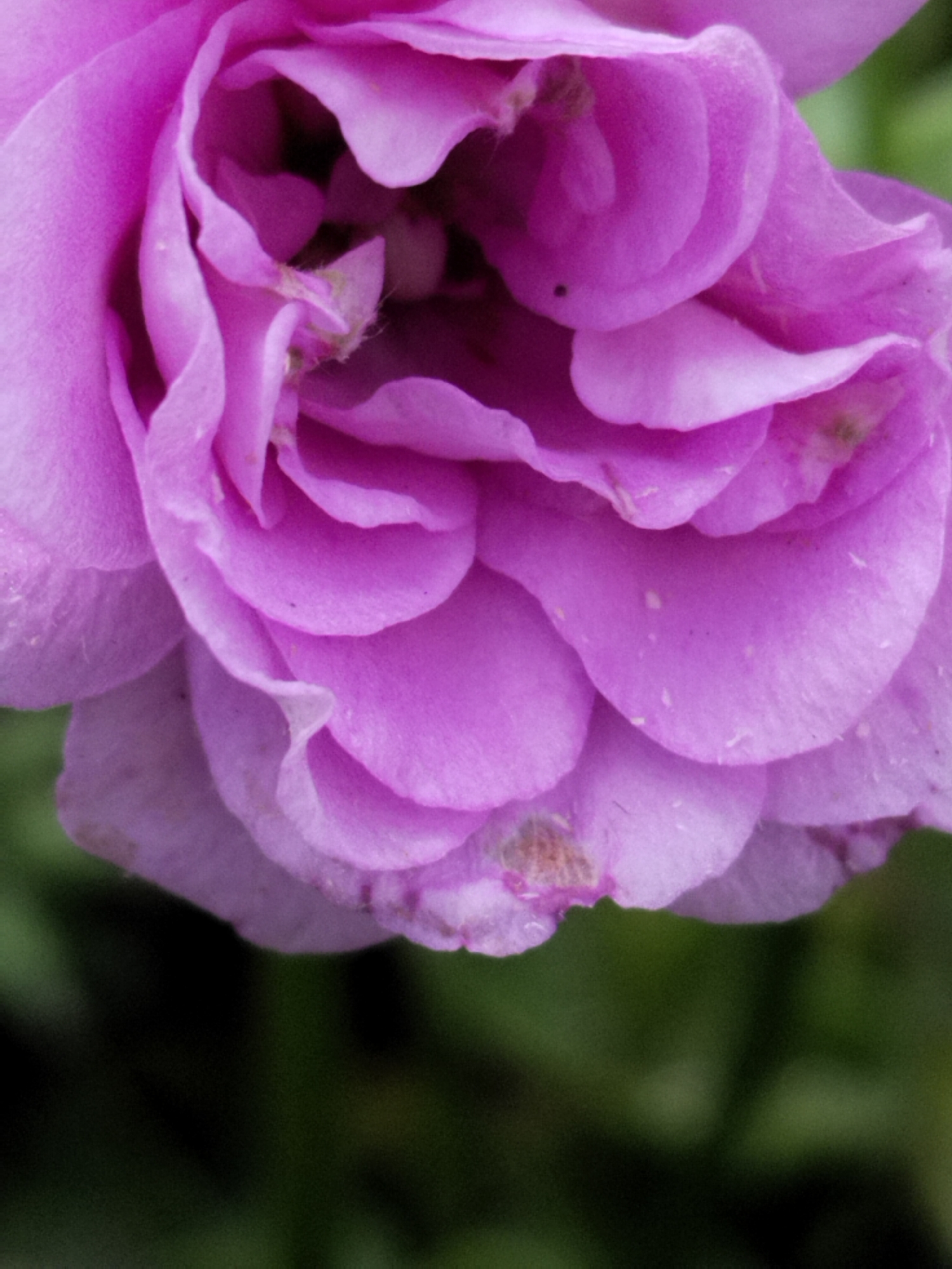 A close-up, overhead shot focuses on the petals of a vibrant pink rose. The petals are tightly layered and unfurling, revealing soft, velvety textures and delicate curves. Small specks of lighter pink and hints of brown are visible on some of the petals, adding subtle detail. The background is a soft, dark green blur, suggesting foliage out of focus. The lighting is gentle, highlighting the rose's form and color. The specific location in Гожскі сельскі Савет, Belarus is not discernible from the image.