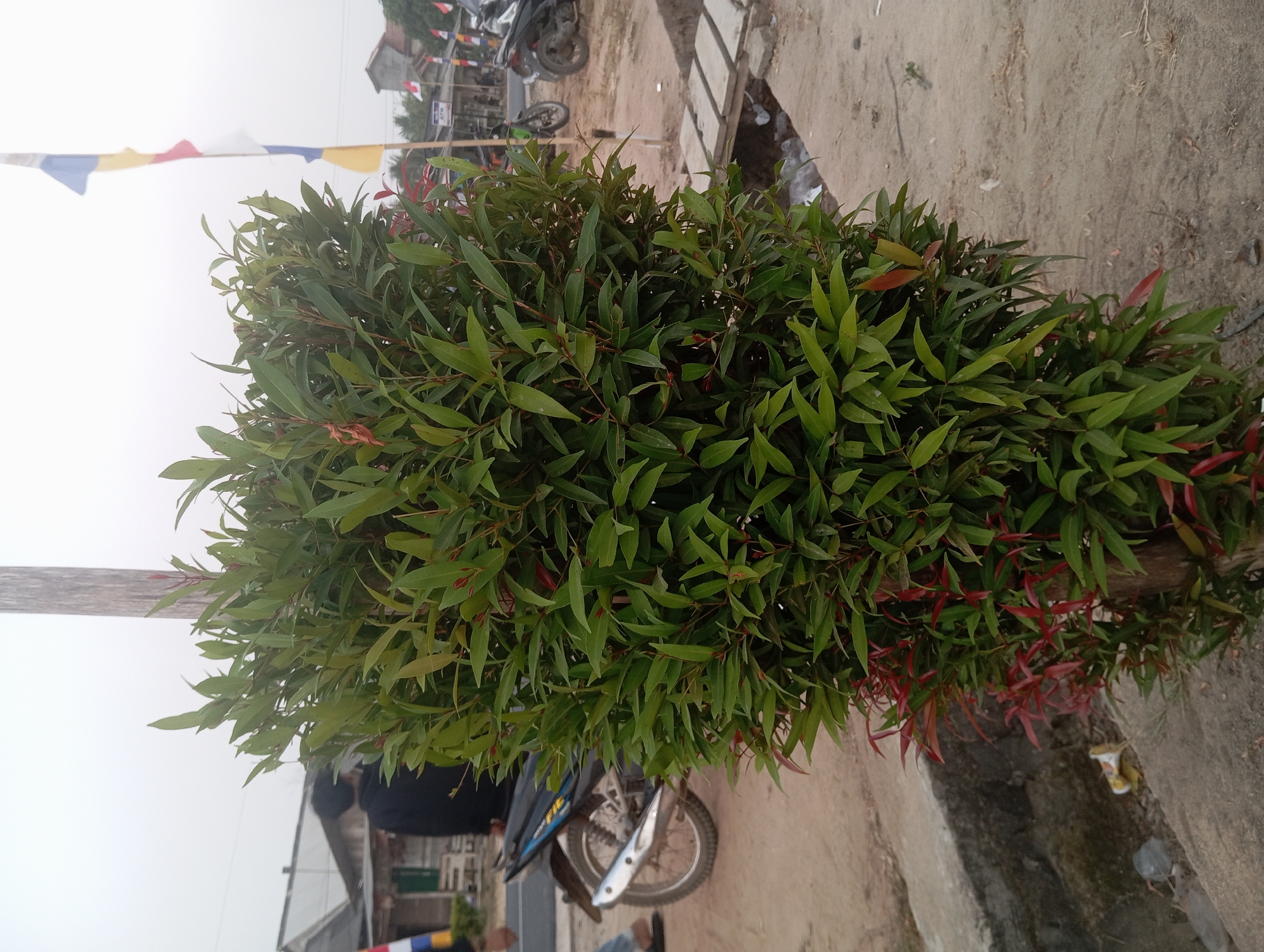 A tall, bushy plant with dense green leaves, some with red tips, stands in the foreground. The plant is positioned next to a concrete structure and a dirt path. In the background, a person wearing a dark jacket faces away from the camera, standing near a motorcycle. Further back, several buildings with grey roofs are visible, along with multiple flags on poles. A wooden footbridge crosses a small channel. The environment appears to be outdoors, possibly in a rural or suburban area of Way Dente, Indonesia, with an overcast sky.
