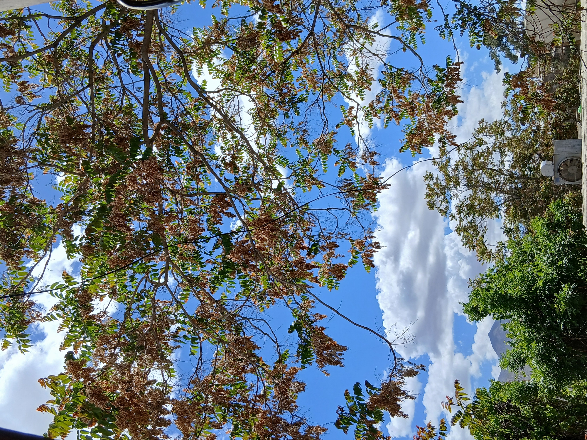 The image is a perspective shot looking up through tree branches towards a bright blue sky with puffy white clouds. The tree in the foreground has both green leaves and brown seed pods or dried leaves. Some bare branches are visible. In the background, more trees with lush green foliage are present. A building with a gray exterior wall and an air conditioning unit is visible on the right side of the frame. In the distance, a mountain peak is visible through a gap in the trees and clouds. The location is Quetta City Tehsil, Pakistan.