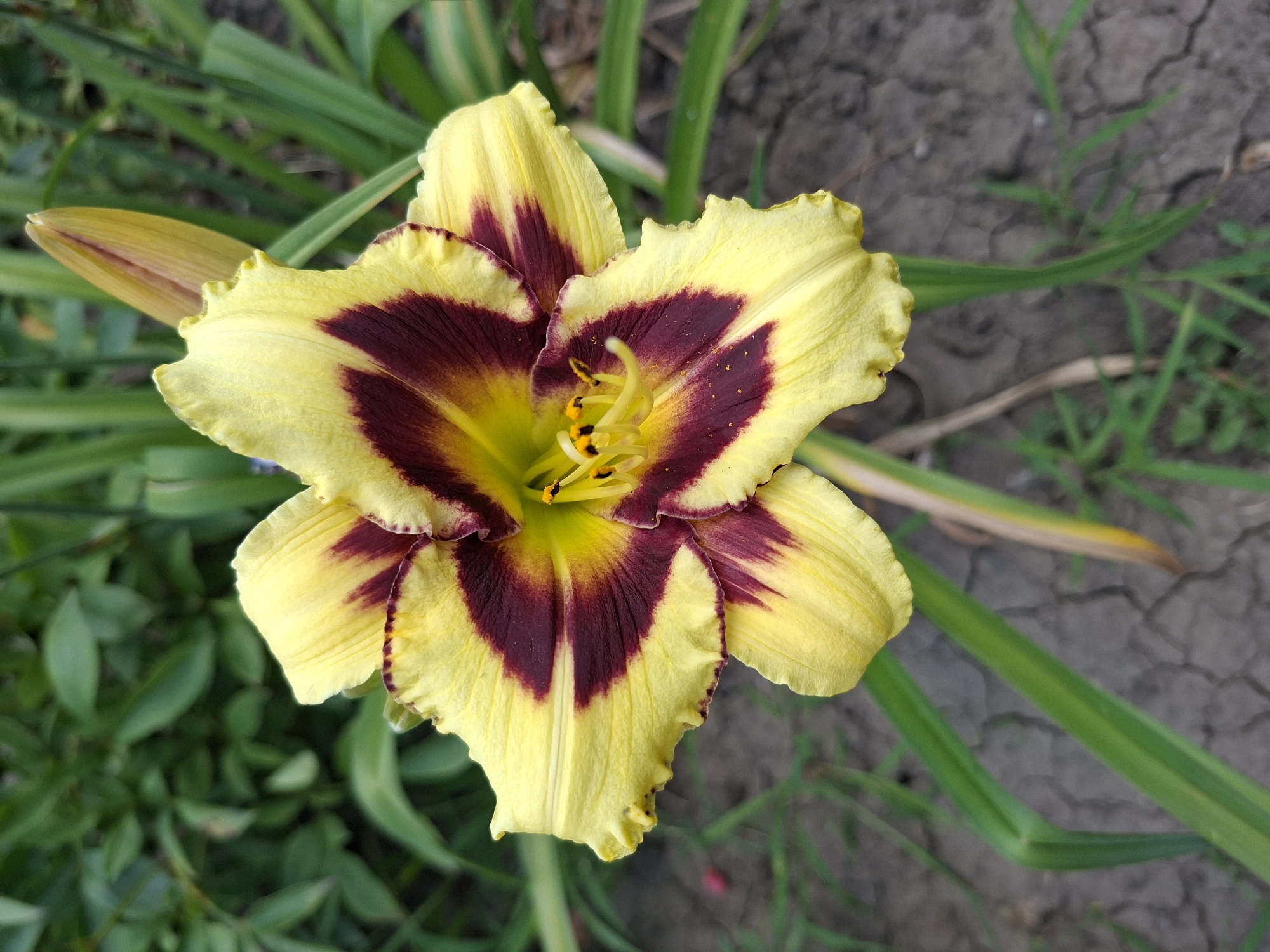 In a close-up, top-down view, a single, fully bloomed yellow daylily with a deep burgundy eye is the focal point. The flower's ruffled petals display a gradient of color, transitioning from yellow at the edges to a rich burgundy towards the center, with streaks of the darker color extending along the petal veins. The stamen, tipped with black anthers, are visible in the flower's core. A partially opened bud, also yellow with reddish undertones, is positioned to the upper right of the bloom. The background consists of blurred green foliage and stems, with the cracked, dry earth of a garden bed visible at the bottom. The scene is devoid of people or animals. The image was taken in Gorkovskiy, Russia.