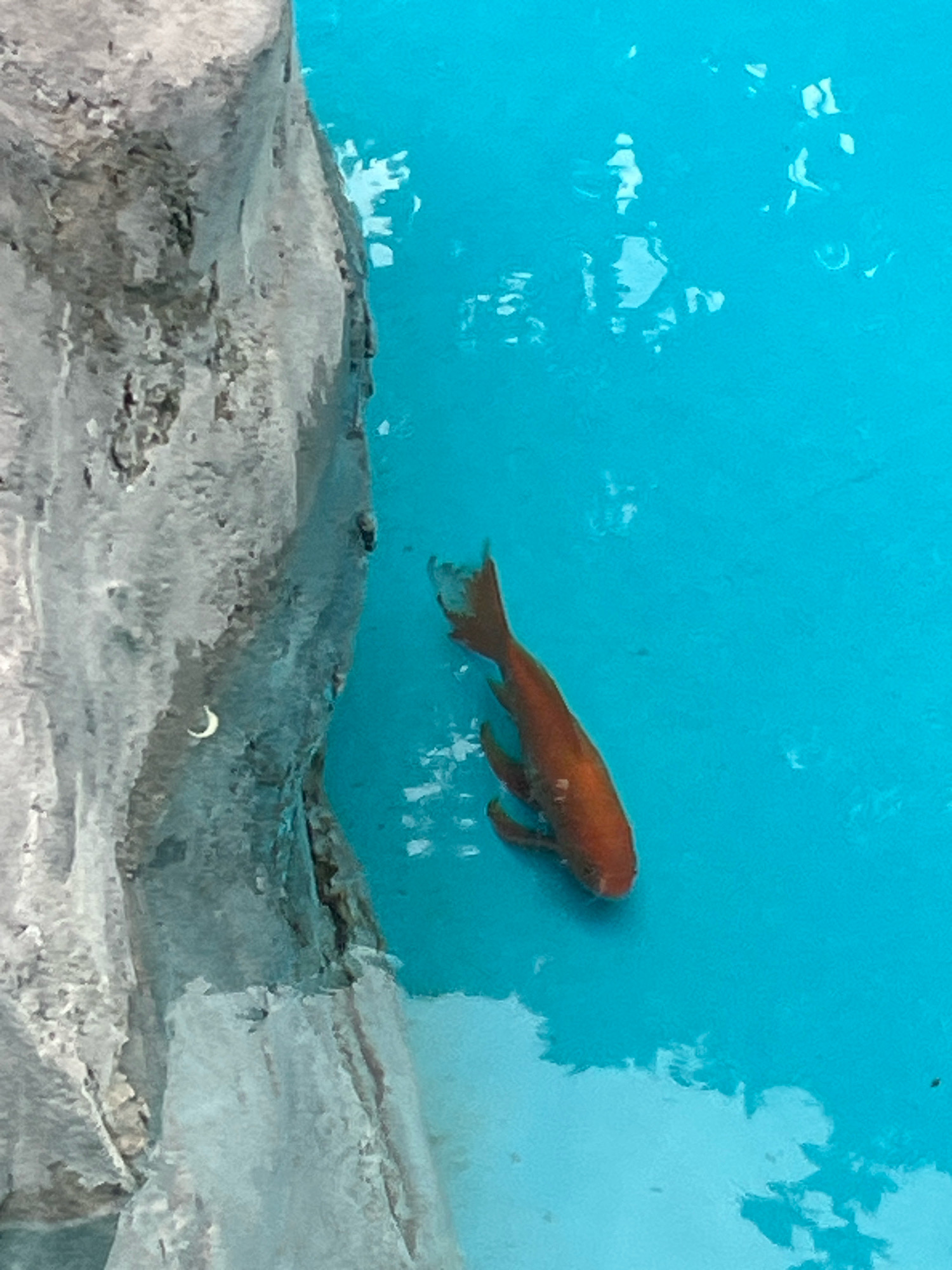 An overhead shot shows a bright orange goldfish swimming in a pool of clear turquoise water, next to a large, textured rock formation. The rock is predominantly grey with hints of white and brown, appearing rough and irregular in texture. The water is highly reflective, with bright patches of light scattered across its surface, obscuring the details beneath. The goldfish is positioned in the lower right quadrant of the image, its body angled towards the bottom right corner, with its fins extended. No people are visible in the scene. The scene does not appear to be located in Sochi, Russia.