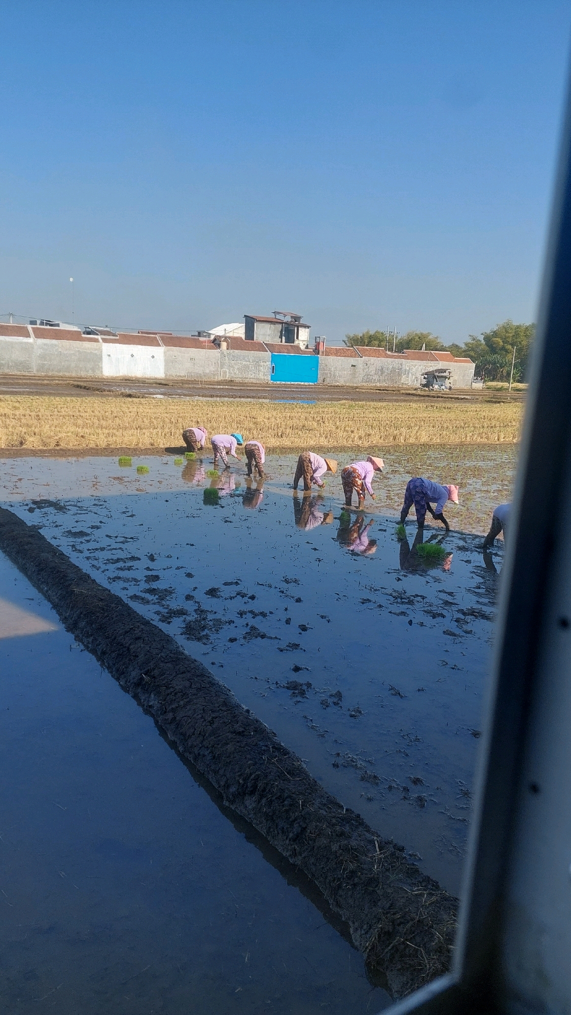 In Babadan, Indonesia, a group of farmers, predominantly women, are engaged in the arduous task of planting rice seedlings in a flooded paddy field. Clad in light-colored long-sleeved shirts and patterned pants, they wear conical hats for protection from the sun. Their bent backs and focused expressions suggest a deep concentration as they meticulously place the young plants into the muddy water. The paddy field itself is a mosaic of textures and colors: the dark, reflective water is interrupted by rows of freshly planted green seedlings and the dry, golden stubble of harvested rice from a previous crop. A raised embankment of dark soil, possibly a bund or dike, runs diagonally across the foreground, demarcating sections of the field. In the background, a row of modest, single-story buildings with reddish-brown tiled roofs stretches across the landscape, punctuated by a vibrant blue structure. The sky above is a clear, unblemished expanse of bright blue, indicating fair weather conditions. The scene captures a moment of traditional agricultural practice, highlighting the labor-intensive nature of rice cultivation in this Indonesian village.