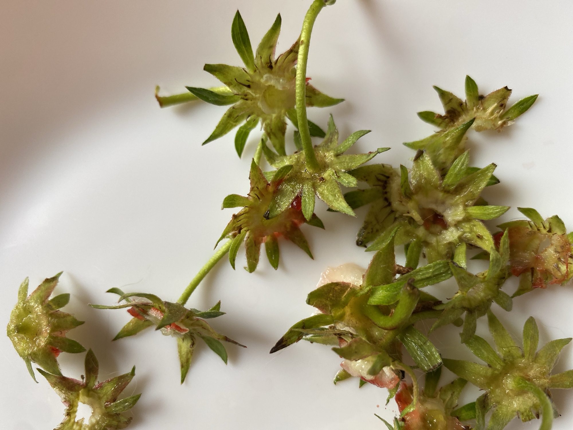 The image displays several strawberry calyxes, which are the leafy structures that surround the base of a strawberry. They are scattered across a white surface, likely a plate or bowl. The calyxes are predominantly green with some reddish-pink remnants of the fruit attached. Some appear wet or juicy, indicating they are freshly removed. The lighting suggests an indoor environment with a soft, natural light source coming from the upper left, casting a gentle shadow on the white surface. There is no indication of a specific location in Bílina, Czechia, beyond what is suggested by the provided context. The image is a close-up shot, focusing entirely on the strawberry calyxes and the white background.