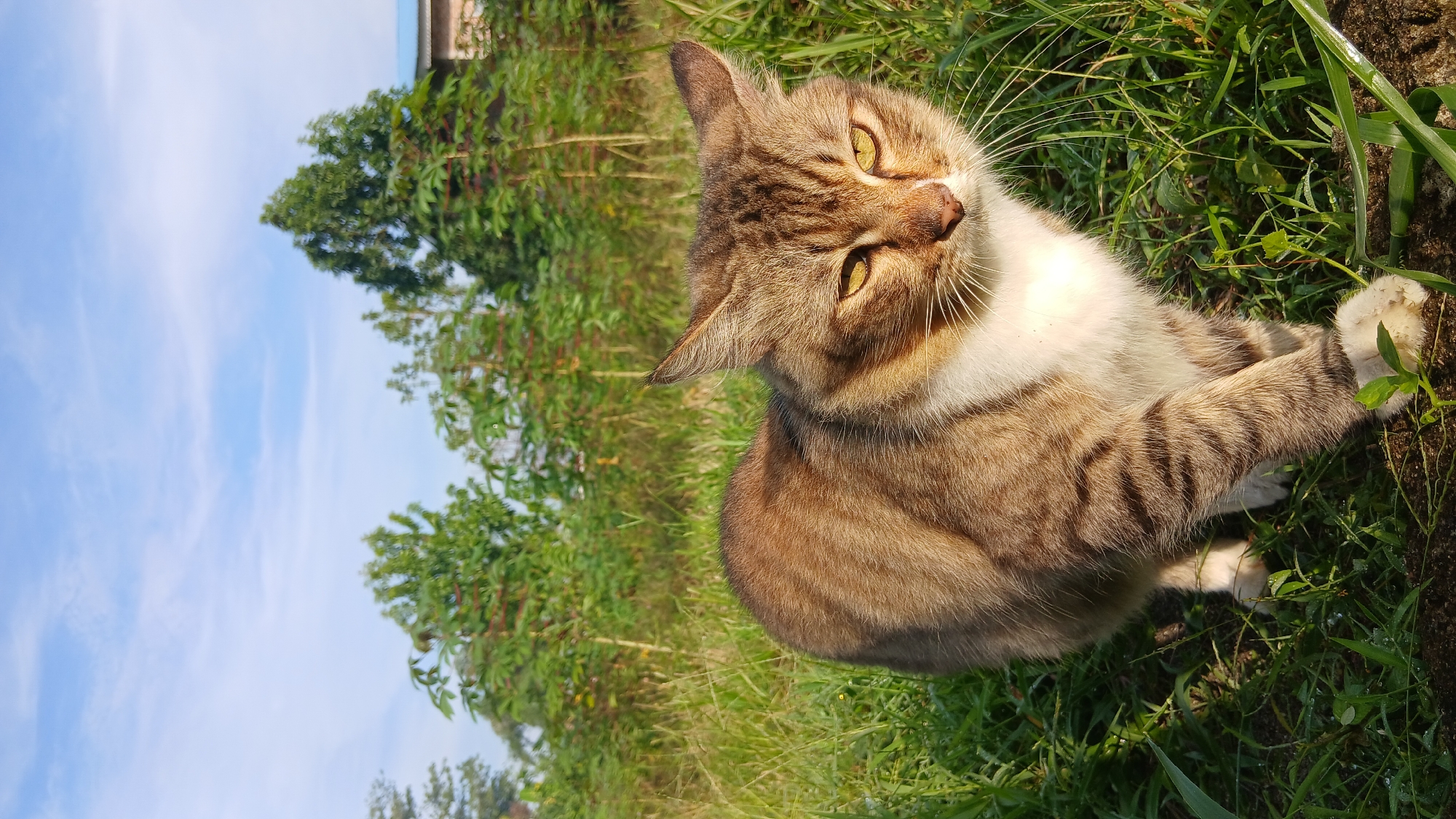 A medium shot of a domestic cat in a grassy area is captured on a sunny day. The cat, which is predominantly brown with tabby markings and white fur on its chest and paws, is facing slightly to the right of the camera. Its eyes are yellow. The cat is positioned in the foreground, amidst tall green grass that appears slightly damp. In the background, a line of trees with lush green foliage is visible, and beyond them, a building with a blue roof can be seen. The sky above is a clear blue with scattered white clouds, suggesting it is daytime. The scene appears to be an outdoor setting, possibly a rural area or the outskirts of a settlement, consistent with the location of Klambir Lima Kebun, Indonesia.