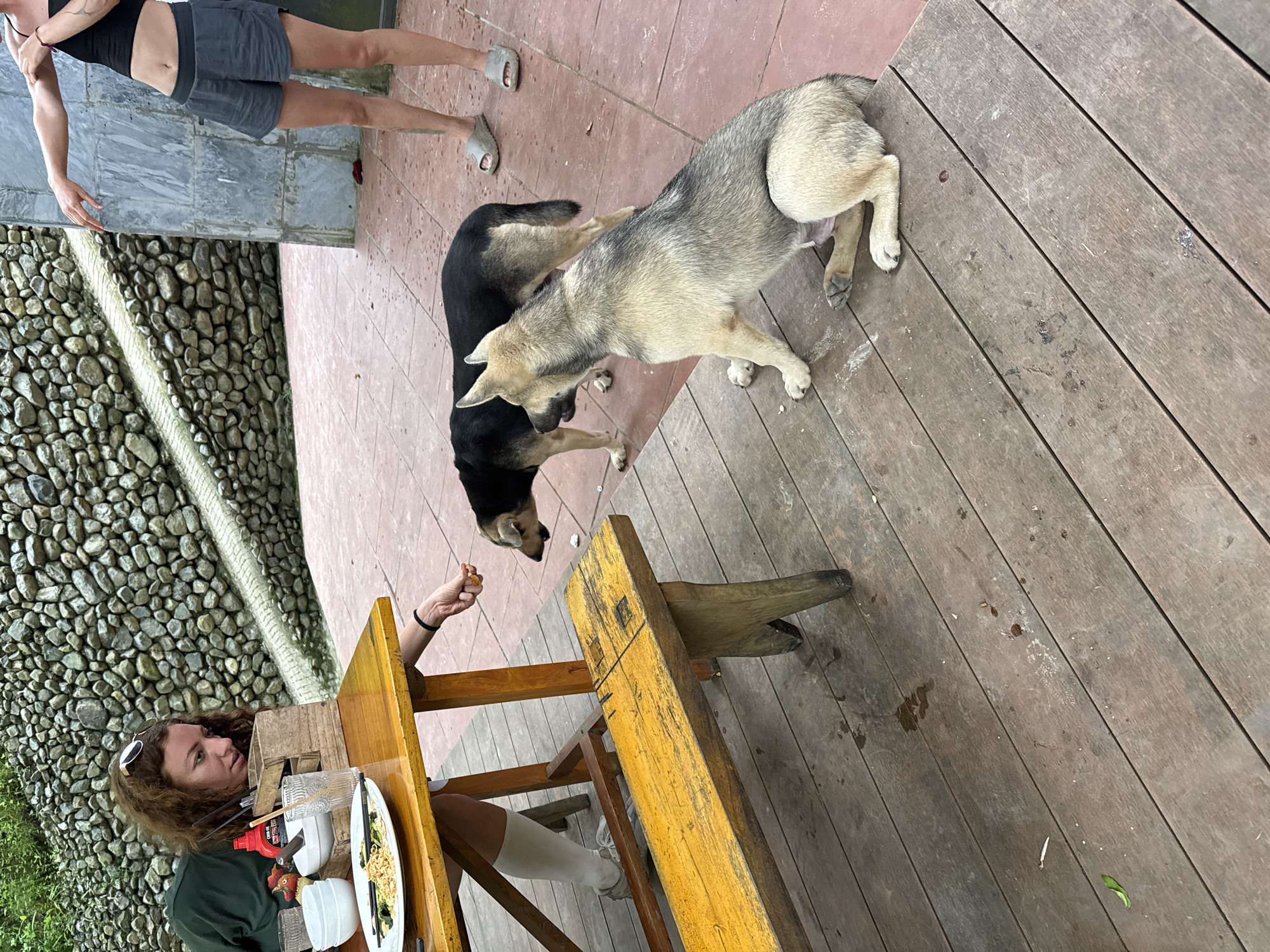 In Cổ Lũng Commune, Vietnam, a young woman with curly brown hair, wearing a dark green long-sleeved shirt and sunglasses perched on her head, is seated at a wooden table. She is leaning forward, extending her right hand with a piece of food towards two dogs. A plate of food, chopsticks, and bowls are on the table. A wooden bench is positioned in front of the table. To the right, another person is standing, partially visible from the waist down, wearing a black crop top and grey shorts, with their feet in grey sandals. The background consists of a stone wall and an outdoor tiled floor. One dog, primarily black with some tan markings, is bending down to eat from the woman's hand. A second dog, with a mix of grey and tan fur, is sitting and looking towards the first dog. The scene appears to be an outdoor dining area.