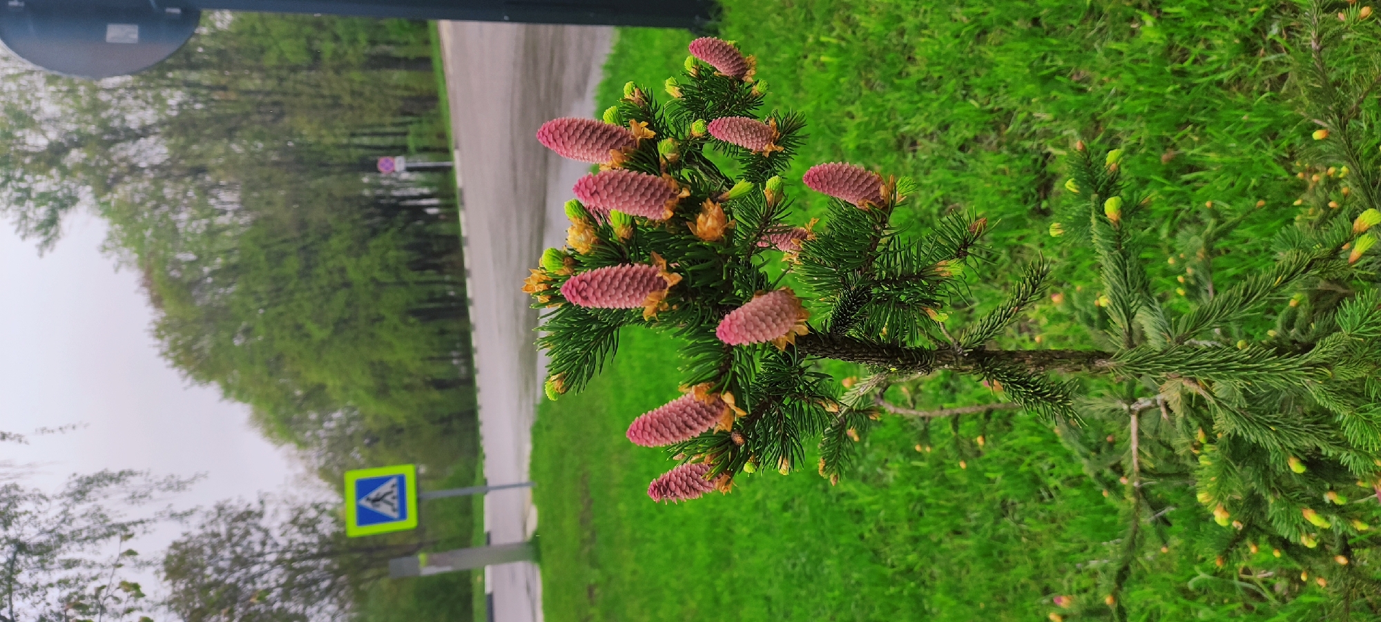 The image depicts a young spruce tree adorned with vibrant pink cones, located in what appears to be a park or roadside in Fryazino, Russia. The tree is set against a backdrop of bright green grass, with a road and trees in the distance. A pedestrian crossing sign is visible near the road. The sky is overcast, suggesting a damp or rainy day. No people are visible in the scene.