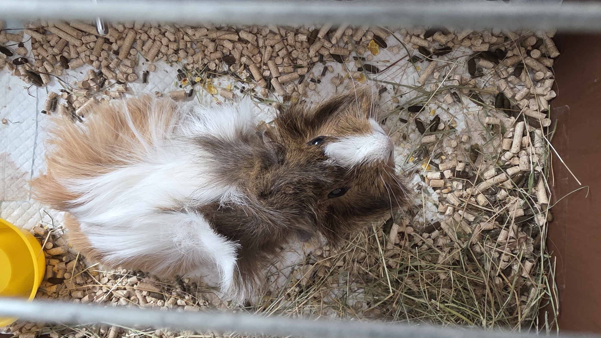 The image shows a guinea pig in a cage. The guinea pig has a mix of brown, white, and tan fur. It is lying on its back with its legs outstretched. The cage is filled with wood pellets and hay. A yellow bowl is visible in the lower left corner of the cage. The location is unknown. There is no information to determine if the location is in Blagoevgrad, Bulgaria.