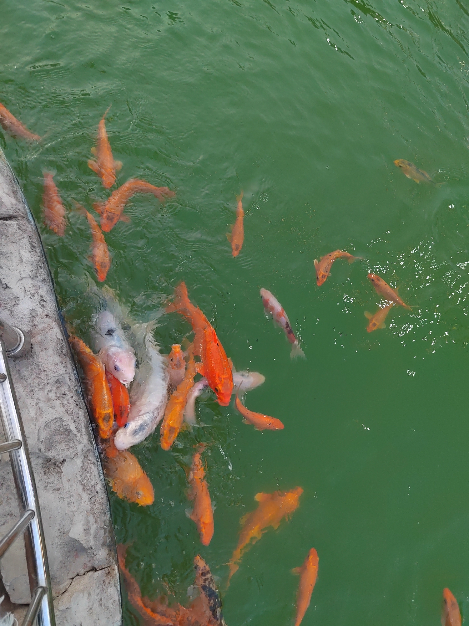 In Vityazevo, Russia, a school of koi carp swims in a shallow, green body of water adjacent to a concrete bank with metal railings. The carp, primarily orange and white, are clustered together, with some near the bank and others further out in the water. The water is murky, with ripples indicating movement. The scene appears to be an outdoor pond or decorative water feature. There are no people visible in the image.