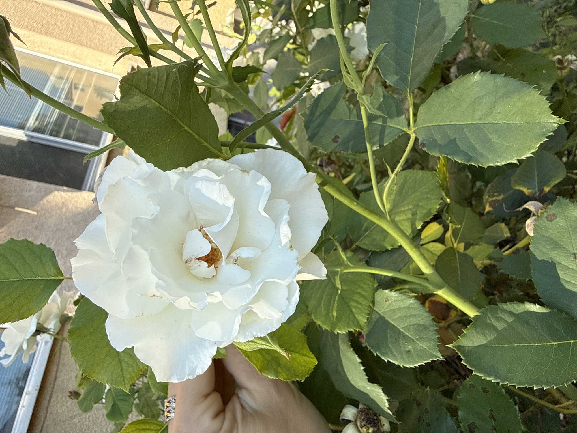 A close-up, sunlit shot captures a white rose in full bloom, its layered petals unfurling gently. The rose is situated amongst lush green foliage, with several leaves exhibiting subtle brown spots. A human hand, adorned with a ring featuring multiple small stones, is partially visible on the left side, gently touching a leaf near the rose. In the background, a building facade with a window partially obscured by blinds is visible, hinting at an urban or suburban setting. The overall scene is bathed in warm sunlight, suggesting it was taken outdoors during the daytime. The image is focused on the rose and surrounding plant life, with the background slightly out of focus.