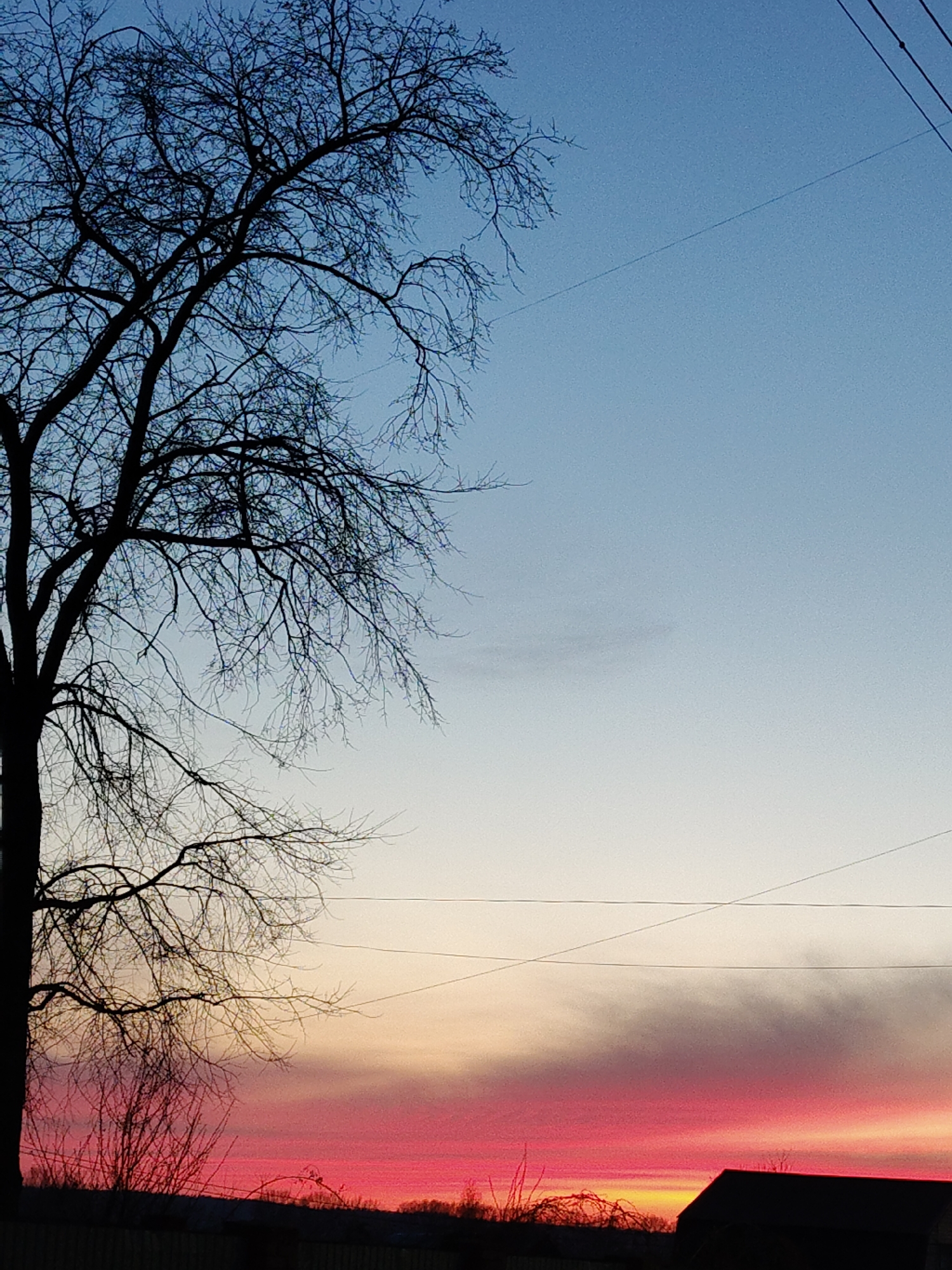 A vertical shot shows a sunset with a leafless tree in silhouette on the left. The sky transitions from blue at the top to pink and orange at the bottom. Bare branches fill the upper left corner of the frame. Three power lines cross the frame horizontally. A few small shrubs and a dark, angular structure appear on the bottom right.