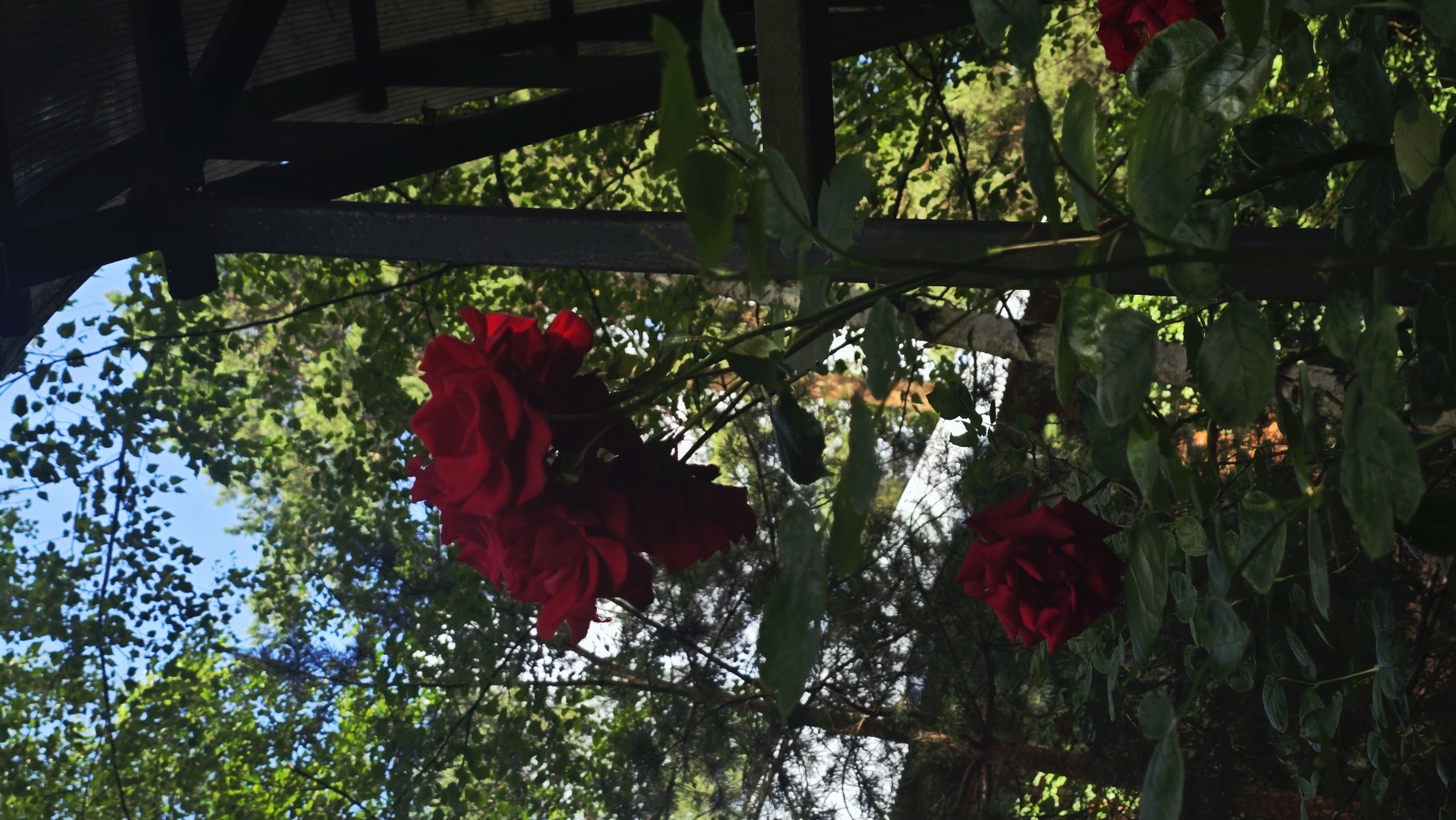 In Il'inskiy, Russia, a cluster of vibrant red roses blooms against a backdrop of lush green foliage and a bright blue sky. The roses, with their velvety petals, are the central focus, with a larger bloom positioned prominently in the upper center of the frame. Below, a smaller rose unfurls, adding depth to the floral display. The plants are nestled amongst dark green leaves, creating a rich contrast. In the background, tall trees form a dense canopy, their leaves dappled with sunlight. Partially visible to the right is a dark, utilitarian structure, possibly a greenhouse or shed, constructed of wood and translucent panels. The scene is illuminated by natural daylight, casting gentle shadows and highlighting the textures of the petals and leaves.