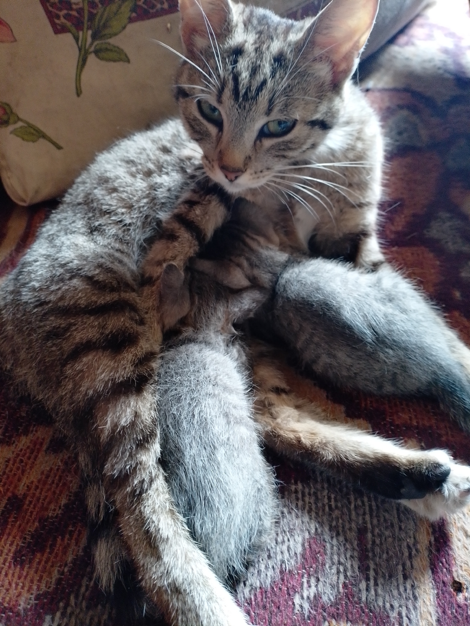 A tabby cat is resting on a patterned blanket, with a pillow behind it. The cat is looking to the right, with its eyes partially closed. One of its front paws is extended. There is a small kitten curled up against the cat's body, mostly obscured by the cat's fur. The environment appears to be indoors, likely a home setting. The lighting is dim and natural.
