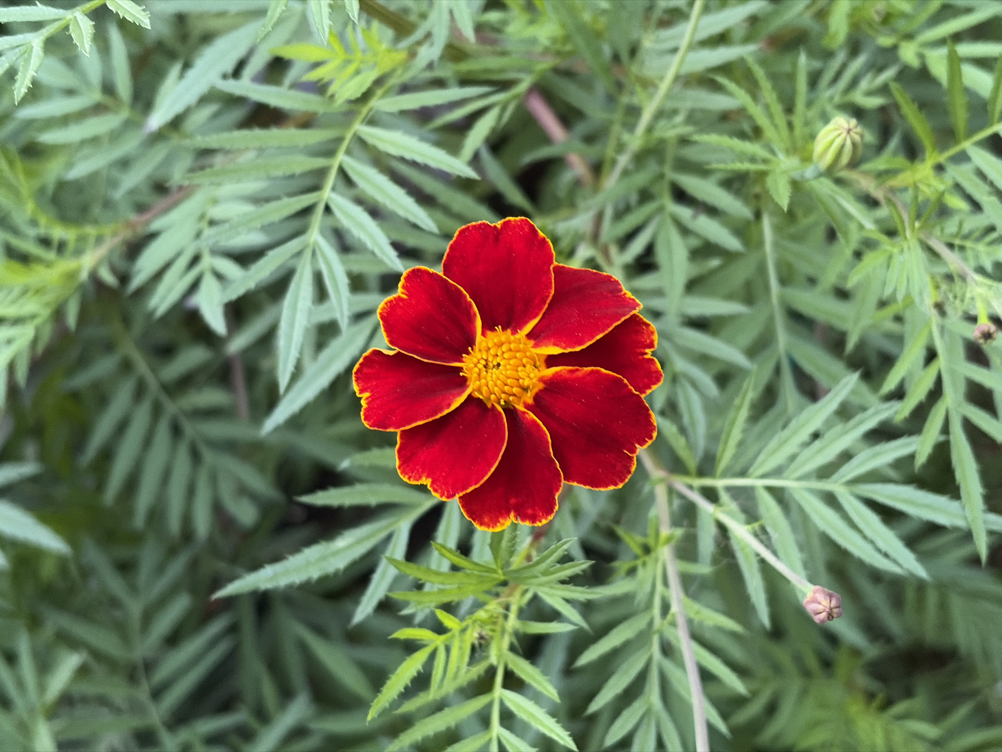 A single marigold flower with deep red petals edged in yellow is centered in the frame, facing upwards and slightly to the left. The flower is surrounded by its feathery green foliage, which is slightly out of focus. In the lower left and lower right quadrants of the image, two marigold buds are visible, one appearing darker and more developed than the other. The scene is an outdoor environment, likely a garden or park, with the plants suggesting a natural or cultivated setting. There is no indication of a specific urban location within the image itself, and therefore no details can be provided regarding the city of Khimki, Russia.