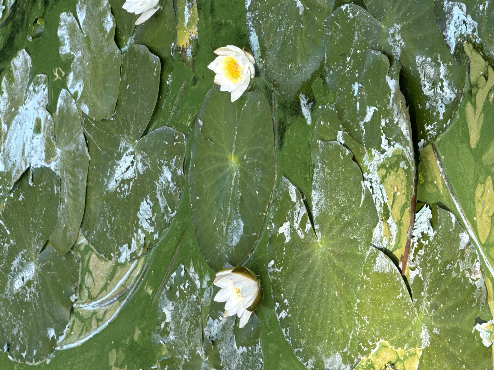 The image shows a close-up view of lily pads and white water lilies floating on the surface of a pond. The lily pads are large and green, with some appearing to be partially submerged or covered in a light-colored film. The water lilies are white with yellow centers, and several are visible in the frame. The water itself is green, possibly due to algae. The scene appears to be a natural or semi-natural aquatic environment. There are no people or specific landmarks that would indicate a particular location in Khimki, Russia.