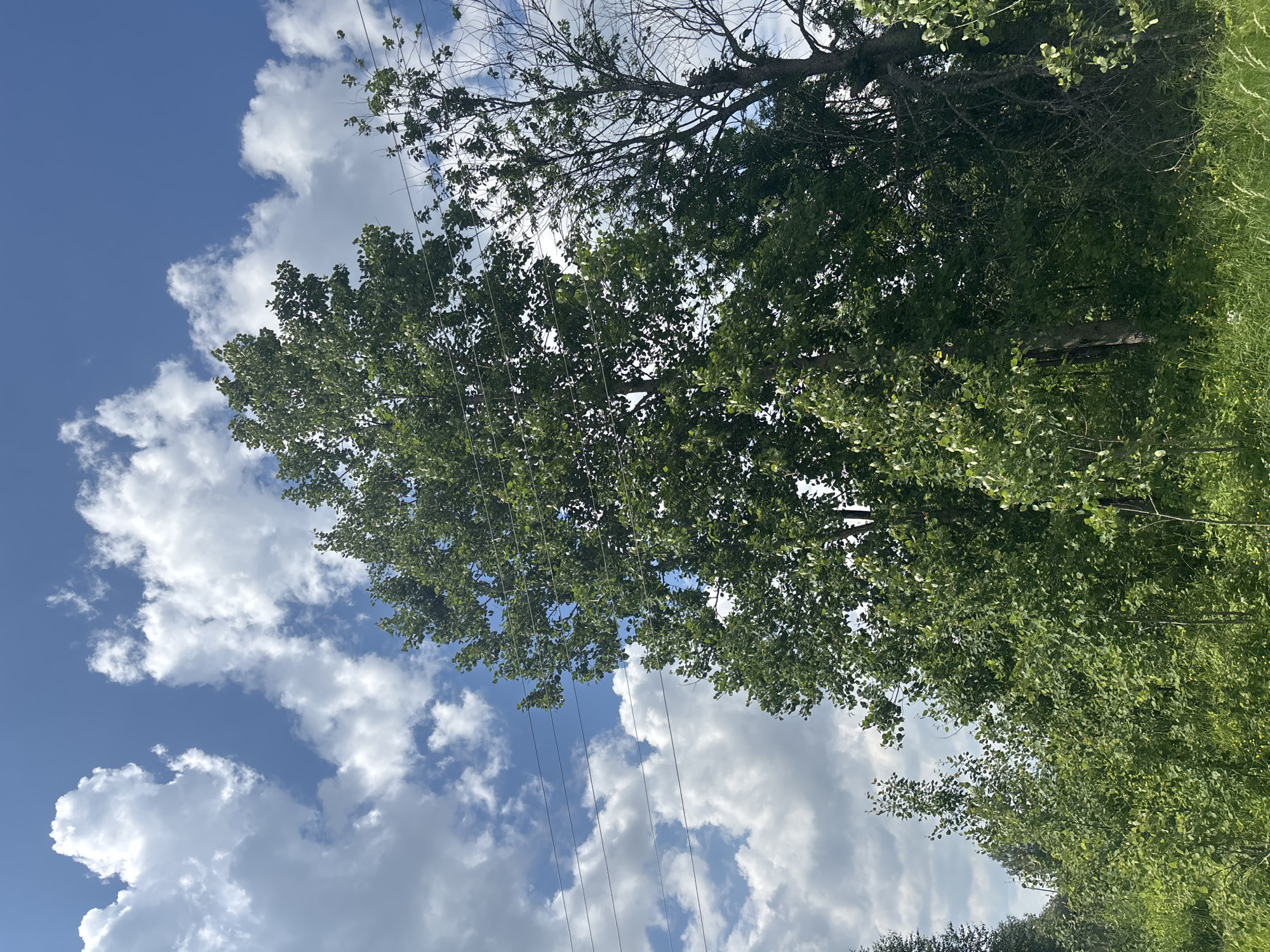 The image shows a view of a wooded area with a large, leafy tree dominating the center, set against a blue sky with scattered white clouds. There are power lines strung horizontally across the upper portion of the image. To the right of the large tree, a thinner, less leafy tree is visible, appearing partially dead or bare. The foreground consists of green grass and other vegetation, with some smaller trees and bushes. The scene appears to be outdoors, possibly in a rural or suburban area.
