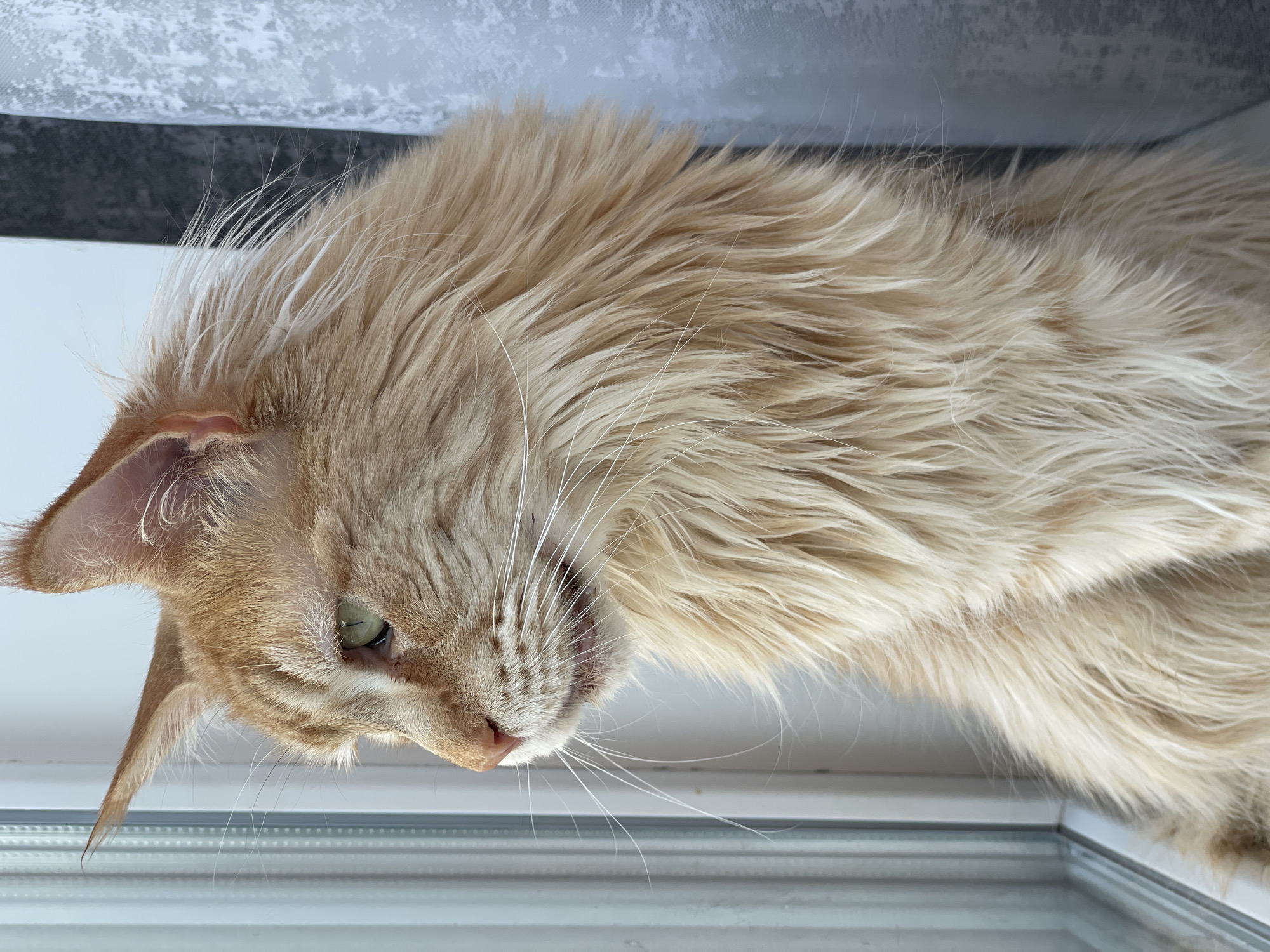 A ginger Maine Coon cat with green eyes is sitting by a window, looking out. The cat has long, fluffy fur and is facing to the left of the frame. The window is a vertical pane with a grey curtain to the right. The background is out of focus. There is no indication of the location in the city of Rozsoshentsi, Ukraine.