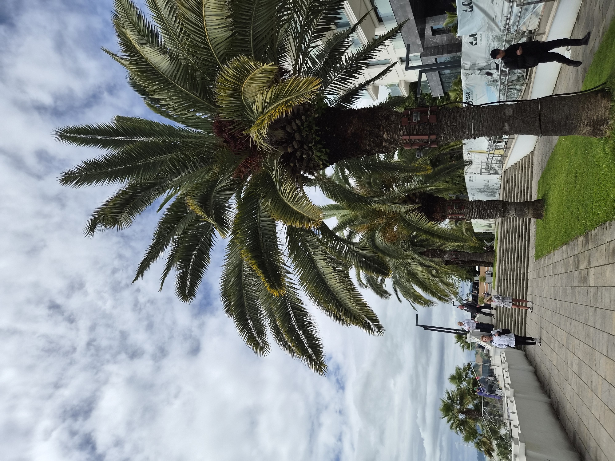 The image shows a view upwards through palm trees against a partly cloudy sky. The location is in Sochi, Russia. At street level, a sidewalk runs along a low barrier. Beyond the barrier are more palm trees and the Black Sea. A few people are walking along the sidewalk. Behind the palm trees are buildings and a set of wide stairs leading upwards. A man in black clothes stands by a palm tree near the stairs. The palm trees are the focal point, filling much of the frame.