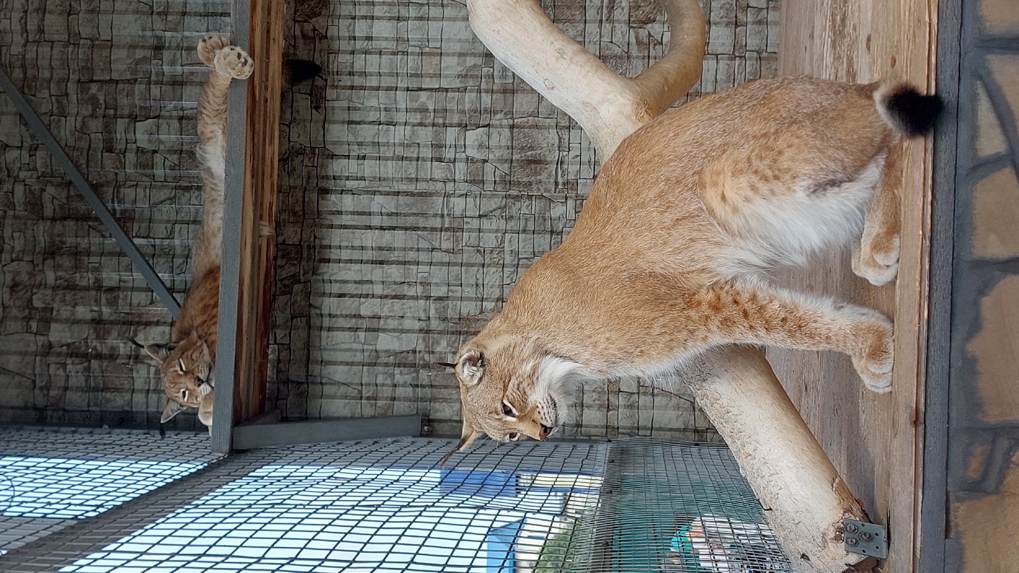 Two lynxes are visible in an enclosure with a brick-patterned wall and a wire mesh fence on the left. In the foreground, a tan lynx with black tufted ears and a white ruff sits on a wooden platform, looking to its left. Its paws are visible and resting on the platform. Behind it, a thick, light-colored branch extends diagonally upwards. In the background, on a wooden shelf above, another tan lynx is lying down with its eyes closed, resting its head on its paws. Its body is stretched out, and its paws are visible. The enclosure appears to be outdoors, with some greenery visible through the fence on the left.