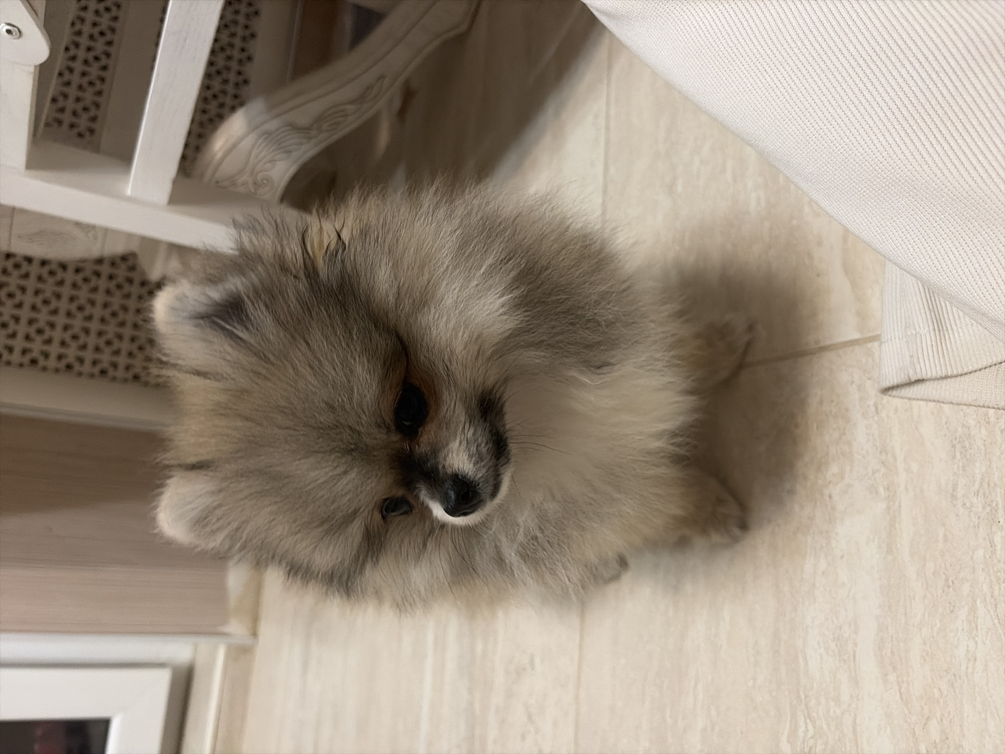 A high-angle, portrait-oriented photograph captures a fluffy Pomeranian dog sitting on a light-colored, possibly tiled or wooden, floor. The dog has a mix of light brown, grey, and cream-colored fur, giving it a soft, ethereal appearance, and dark, expressive eyes with a small black nose. Its head is slightly tilted, and it appears to be looking upwards towards the camera, conveying a curious or expectant expression.
To the left of the dog, part of a white, intricately carved wooden piece of furniture, possibly a crib or a decorative chair, is visible. The floor beneath this furniture has a patterned grate or rug with small, geometric designs. To the right of the dog, a section of a white or light-colored fabric, likely upholstery or a curtain, is present, partially obscuring the background. The lighting in the scene appears to be soft and even, suggesting an indoor setting. No specific activity beyond the dog's presence and gaze is discernible. There is no visible text in the image.
