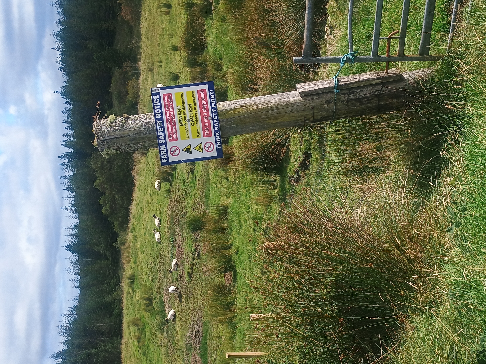 In a grassy field in an unknown location, a weathered wooden post stands tilted, bearing a farm safety notice sign. The sign, with a blue border and yellow and white sections, displays several warnings: a red circle with a diagonal line over a person indicating no unauthorized persons allowed beyond this point, a yellow triangle with a black outline featuring a black exclamation mark, and a red rectangle with white text stating "This is not a playground!". Below these icons and text, it reads "BEWARE Livestock can be dangerous" and "CAUTION Farm machinery in operation". At the bottom of the sign, the phrase "THINK SAFETY FIRST!" is written in bold blue letters. A flock of sheep is scattered across the green hillside in the background, some grazing and others lying down. The landscape is dotted with patches of tall, dry grass and reeds, and a dense forest of evergreen trees forms a dark backdrop to the scene. A metal farm gate is visible to the right of the post, secured with a blue rope. The sky above is partly cloudy with patches of blue peeking through.