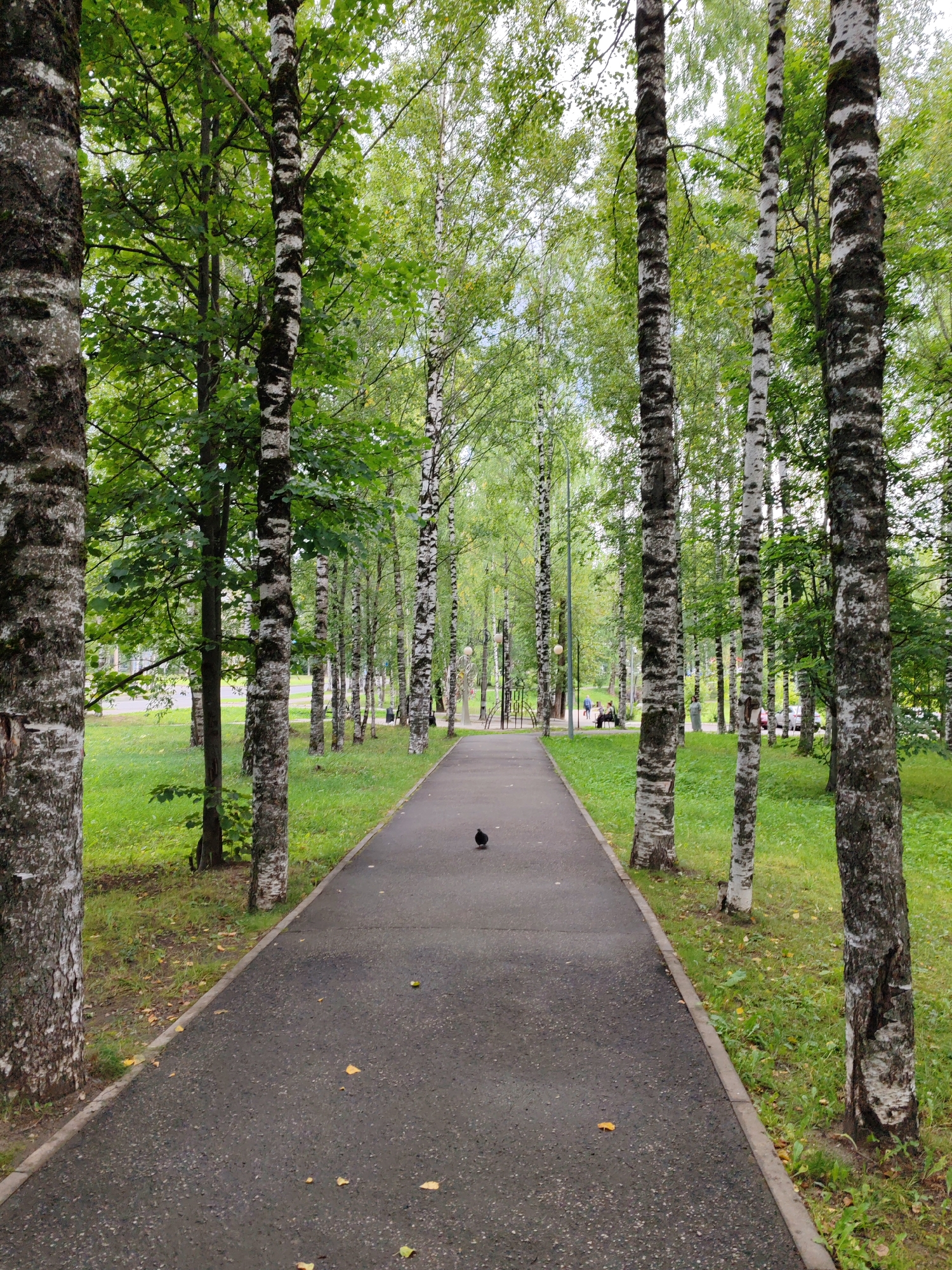 The image depicts a park pathway lined with birch trees. The pathway is made of dark asphalt and is bordered by green grass. Several birch trees with distinctive white and black bark are visible on either side of the path. In the distance, a few people are seen sitting on benches and walking. There is also a small black bird on the pathway. The overall impression is one of a tranquil, tree-lined urban park. The location is identified as Syktyvkar, Russia.