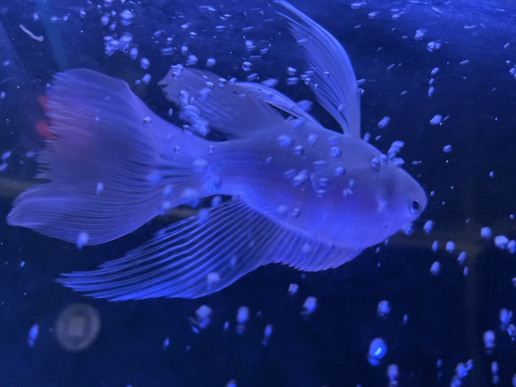 In an aquarium filled with blue-tinted water, a white betta fish swims amongst scattered bubbles. The fish, with its long, flowing fins, is illuminated by a soft light, highlighting its delicate scales. The background is a deep, dark blue, creating a stark contrast with the bright white of the fish and the luminous bubbles. There is no discernible indication of the image's location in Setiamekar, Indonesia.