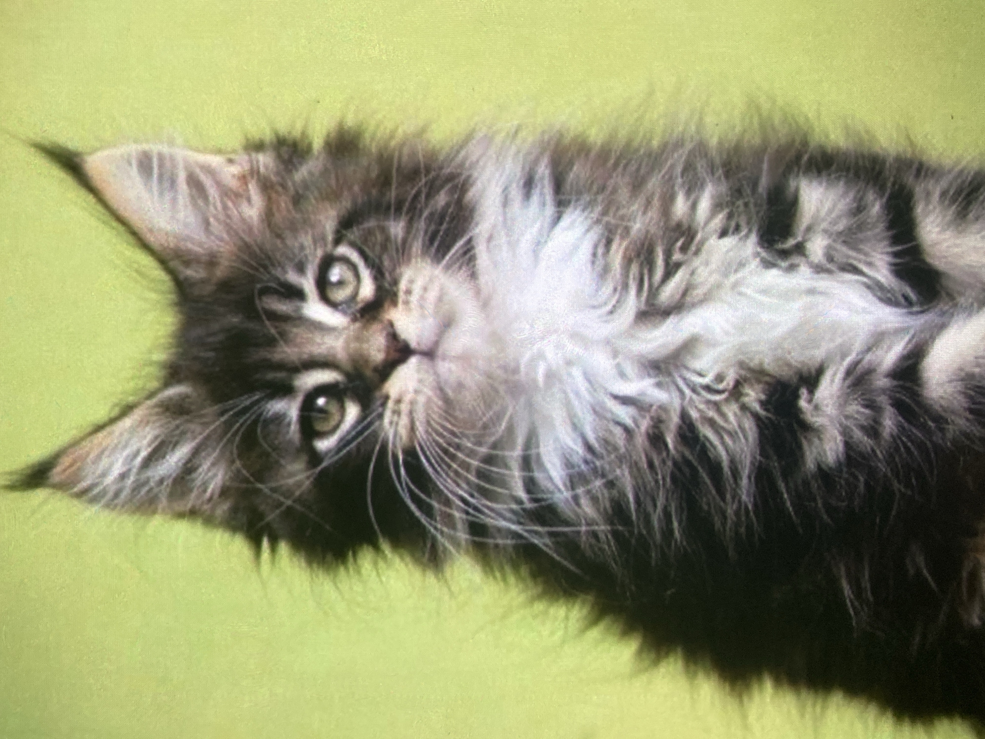 The image shows a close-up of a Maine Coon kitten against a plain, light green background. The kitten is looking directly at the camera with large, round eyes. Its fur is predominantly dark gray and black with lighter gray and white markings, particularly a fluffy white ruff around its neck. The kitten has distinctive tufted ears and long white whiskers. There are no people or other objects visible in the image. The background is a solid color and does not provide any contextual information about the location in Ustyvytsia, Ukraine.