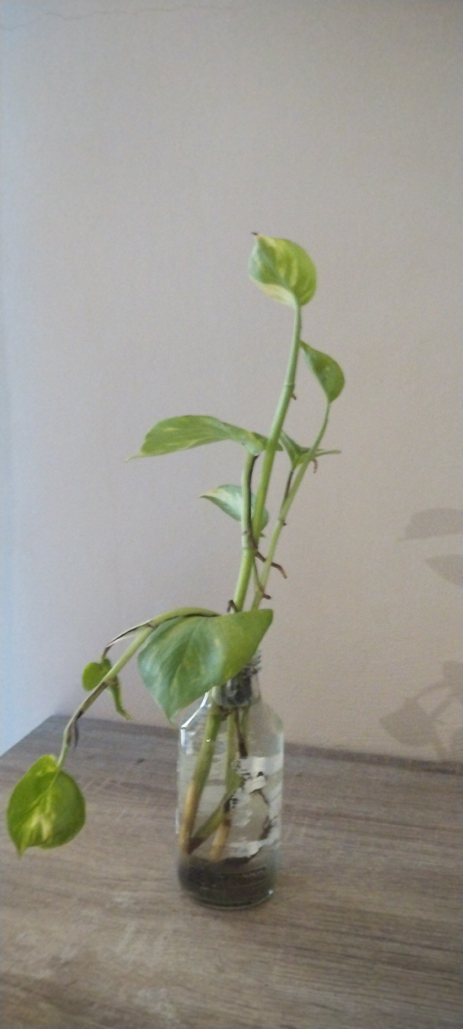 A single plant cutting in a clear glass bottle sits on a wooden surface against a light-colored wall. The plant has several green leaves with lighter variegation and long, thin stems. The bottle contains water and what appears to be some sediment at the bottom. The lighting suggests an indoor environment, possibly a home or office, with a subtle shadow cast on the wall behind the plant. There are no people or visible signs of activity in the scene. The overall impression is one of simple, natural decor. There are no discernible elements in the image that would indicate a specific location in Duman, Indonesia.