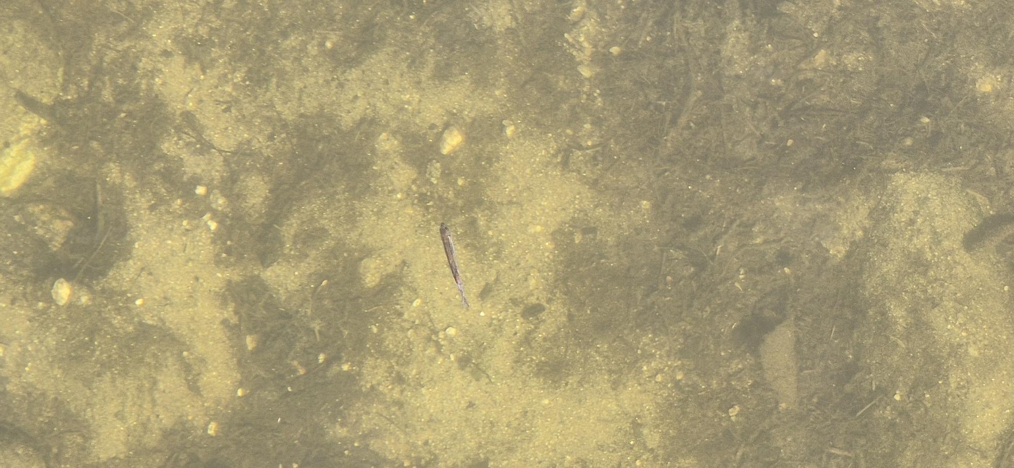 A small, slender fish is swimming in shallow, clear water over a sandy bottom. The fish is elongated and appears to be a light brown or silver color. It is positioned horizontally in the frame, facing to the left. The water is slightly murky, with sediment and small pebbles visible on the bottom. Some organic debris, such as twigs and leaves, is also scattered on the substrate. The lighting suggests an overcast day or shallow water where sunlight is diffused. There are no people or any other discernible objects in the image. The location is described as Unknown, Unknown.