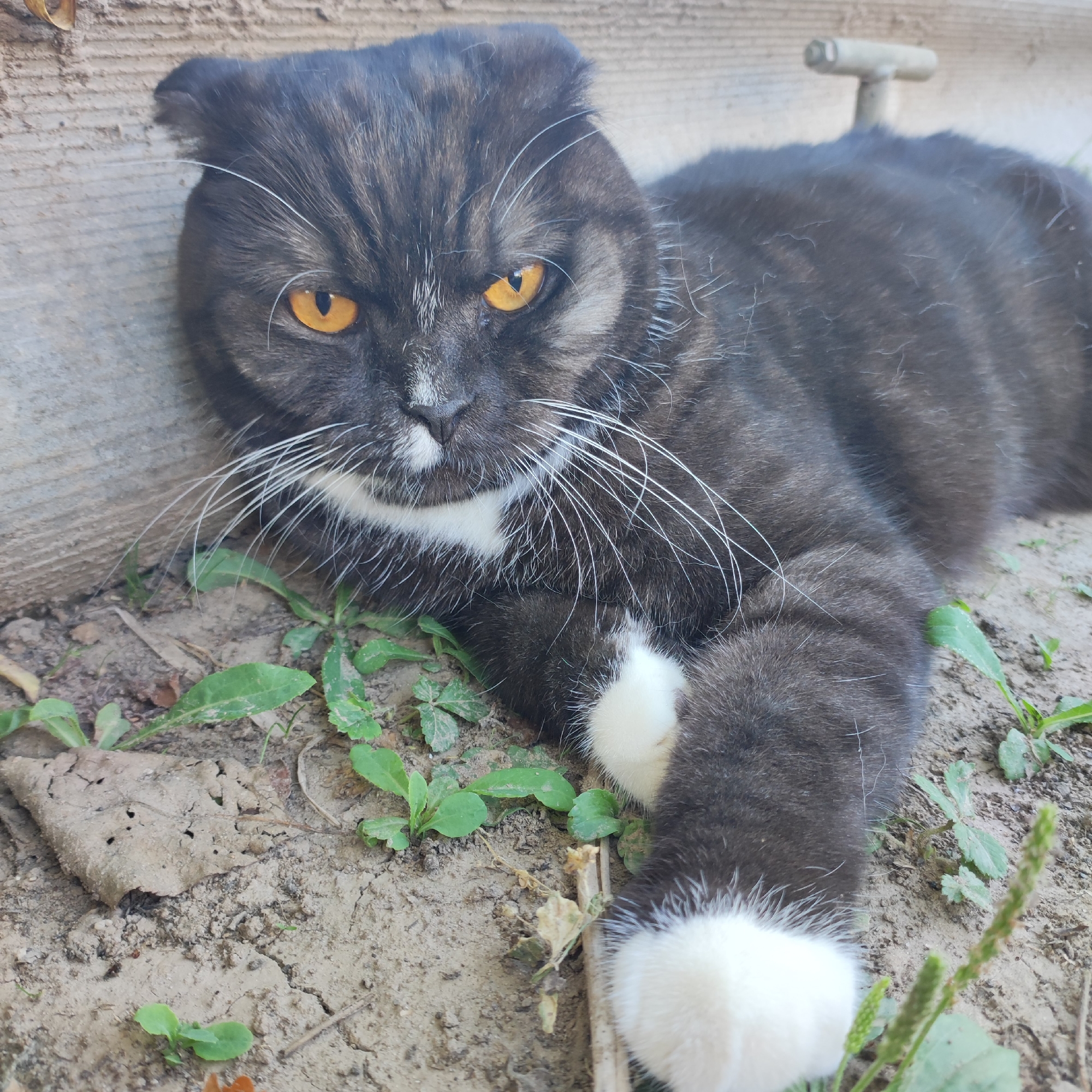 An adult cat, with dark gray fur and white markings on its chest and paws, is lying on the ground near a wooden wall. The cat has bright orange eyes and is looking directly at the camera. The ground is covered in dirt and patches of green grass. In the background, a small white pipe or fixture is attached to the wooden wall. The scene appears to be outdoors, possibly in a yard or garden. The location is identified as Navoloki, Russia.