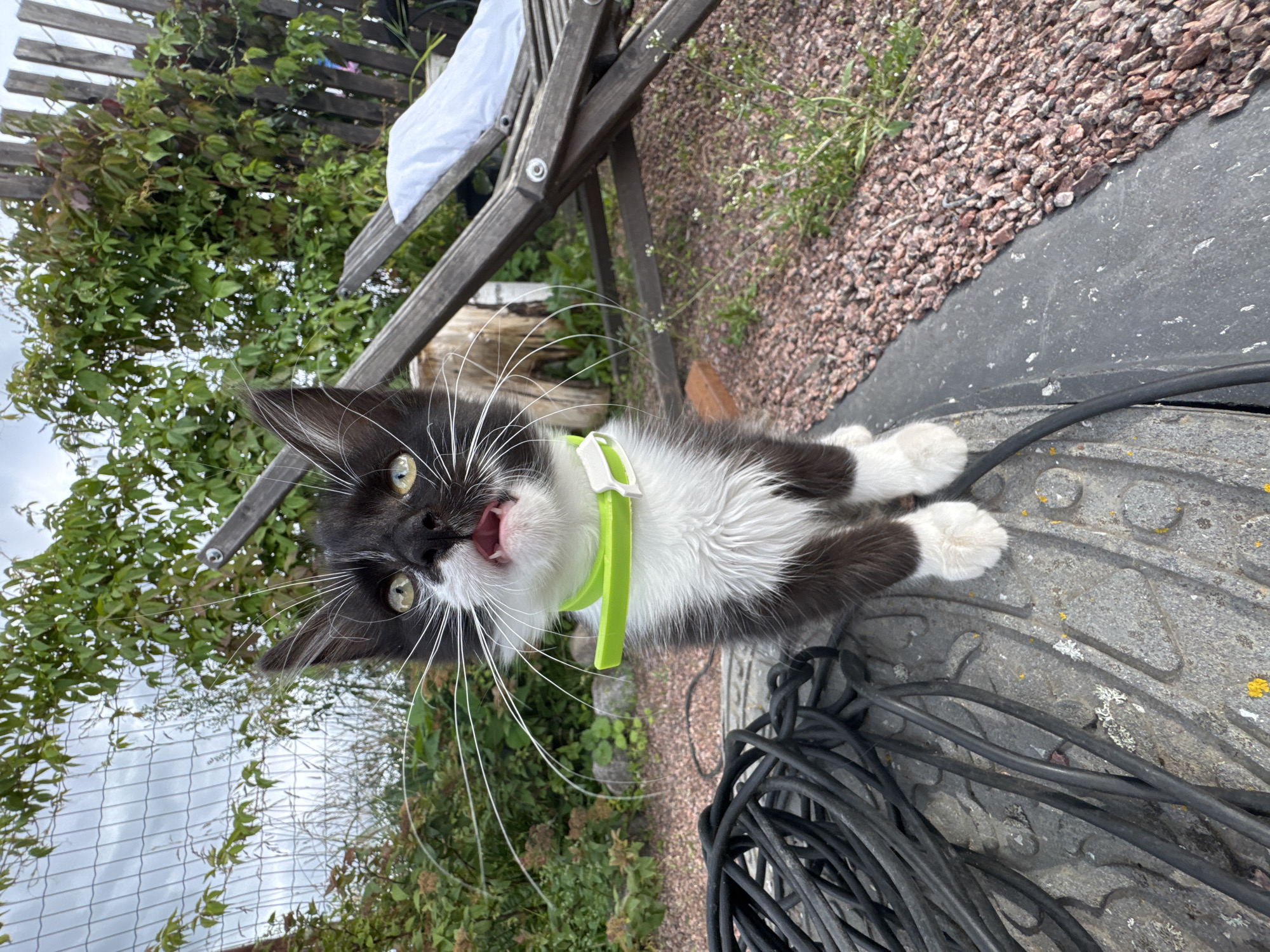 In Kempelevo, Russia, a black and white kitten with large white whiskers and green eyes sits on a dark surface covered with thick black cables. The kitten is wearing a bright green collar and has its mouth open, appearing to meow. Behind the kitten, a wooden deck chair is visible, along with overgrown green foliage and a wooden fence. The ground around the objects is covered in small reddish-brown pebbles and sparse green grass.