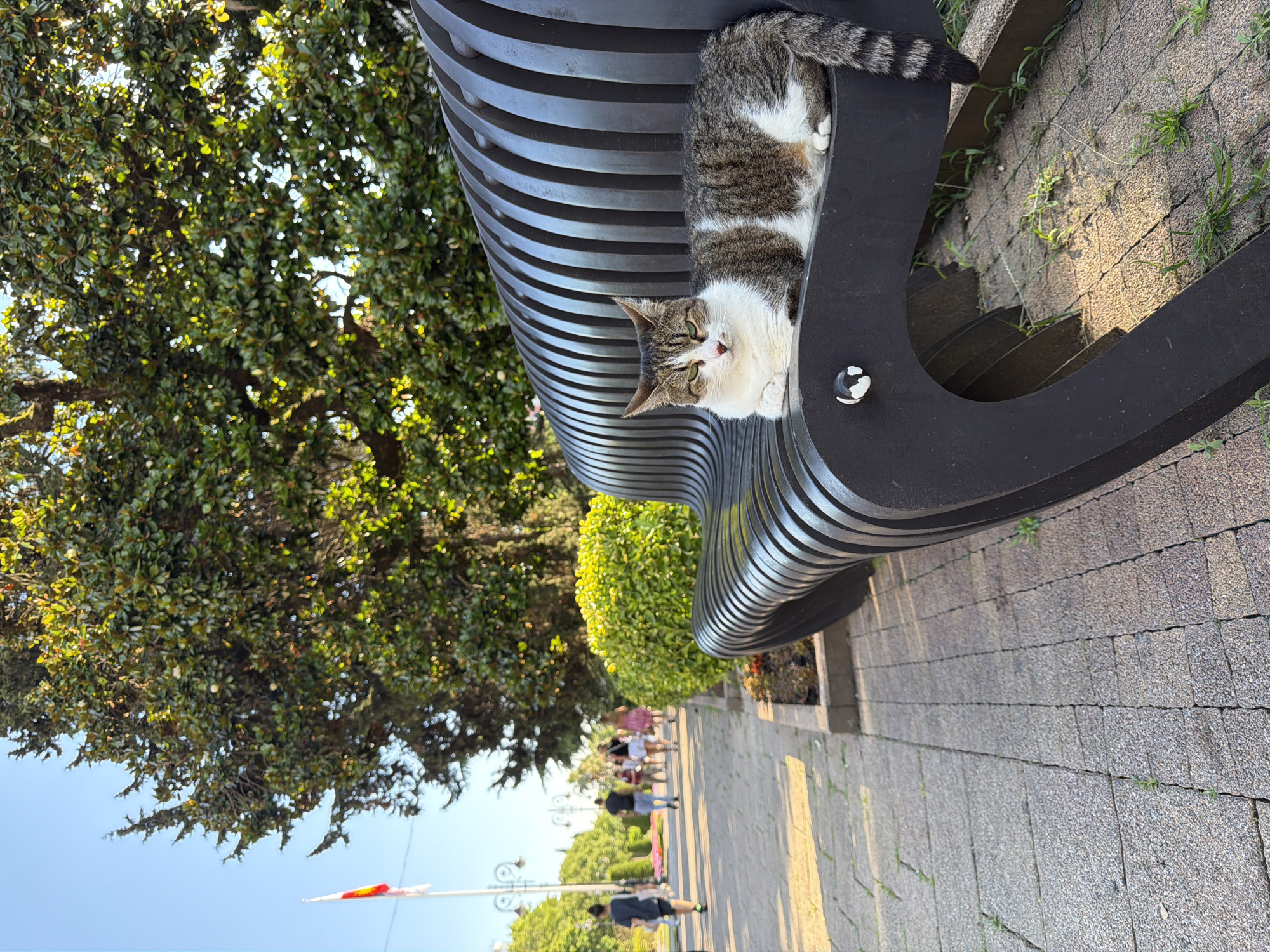 A tabby and white cat is resting on a modern, black, slatted bench in a park-like setting. The cat is curled up and looking towards the viewer with green eyes. Behind the bench, a large tree with dense green foliage is visible, with dappled sunlight filtering through its leaves. To the right of the bench, a paved walkway is lined with small green plants growing between the stones. In the distance, several people are walking along the path, and lush green bushes and trees form the background. A lamppost and a flagpole with a flag are also visible. The lighting suggests it is daytime, likely late afternoon due to the warm sunlight. The overall atmosphere appears relaxed and peaceful, with the cat enjoying a moment of repose in a public outdoor space. The location is identified as Sochi, Russia.