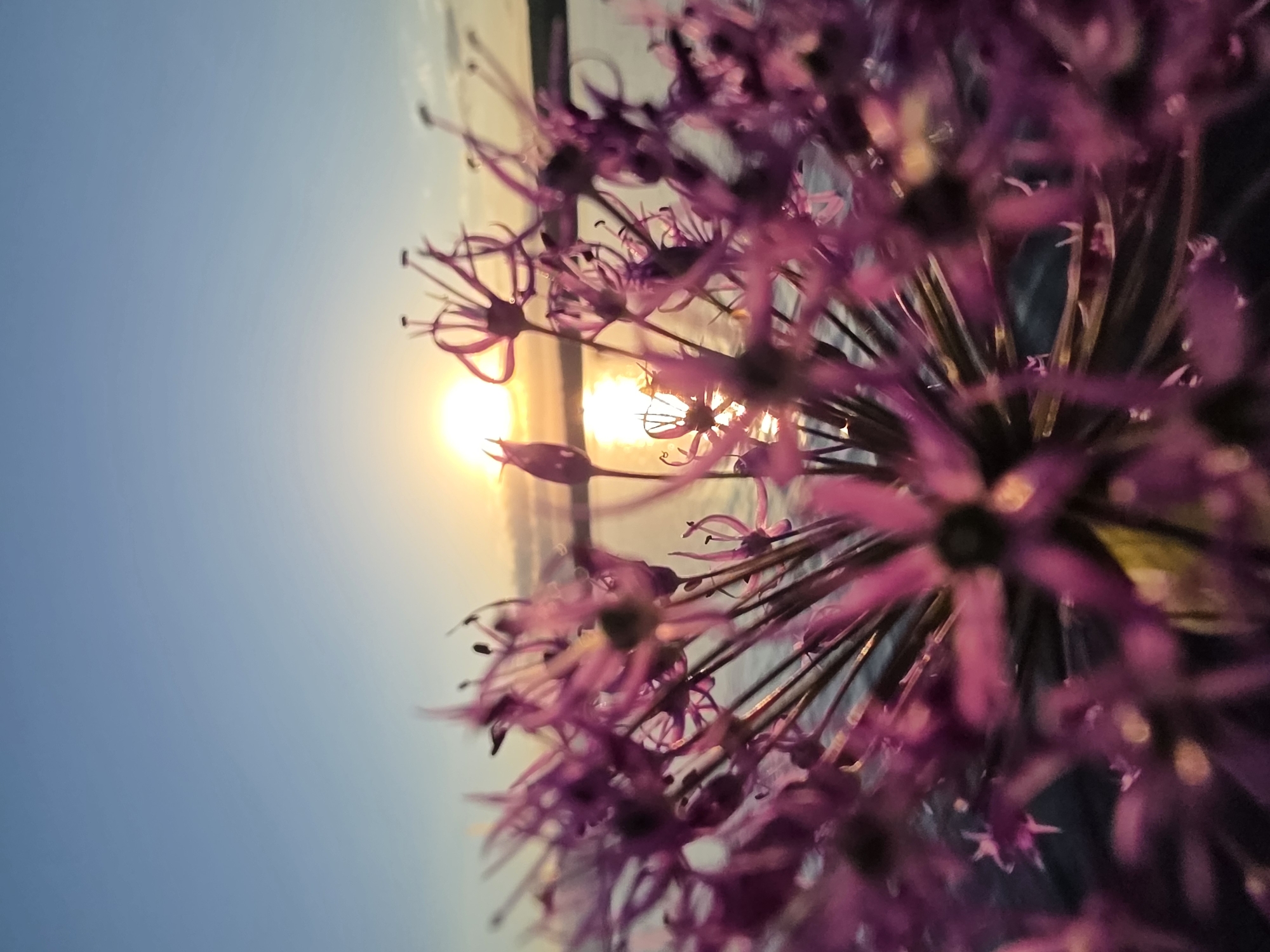 The image shows a close-up of a purple allium flower head, with the sun setting or rising in the background. The sun is positioned in the upper-left quadrant of the image, partially obscured by the flower's petals and stamen. The sky transitions from a light blue to a golden hue near the horizon. The focus is on the intricate details of the flower, with some parts of the flower head slightly out of focus due to the shallow depth of field. There are no people visible. The image does not provide enough information to pinpoint a specific location in Chaikovsky, Russia.