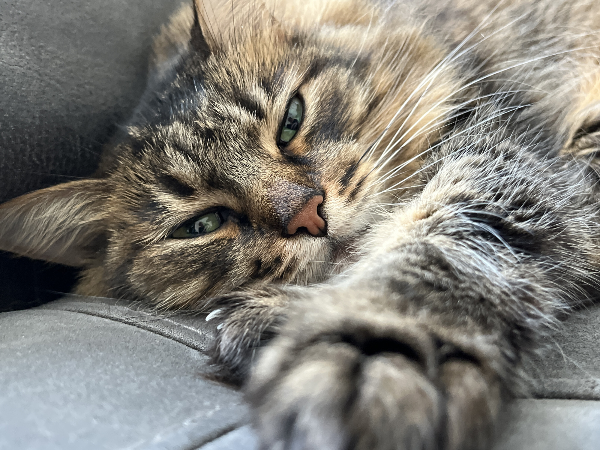 A close-up shot focuses on the face and paw of a tabby cat lying on a gray surface. The cat's green eyes are partially closed, and its nose is a pale pink. Its fur is a mix of brown, black, and tan. One of its paws is resting in the foreground, showing its claws. The background is a blurred gray surface, possibly a couch or a blanket. The lighting is soft and natural, highlighting the texture of the cat's fur. There are no people or any other identifiable objects in the scene. The location is described as Unknown, Unknown.