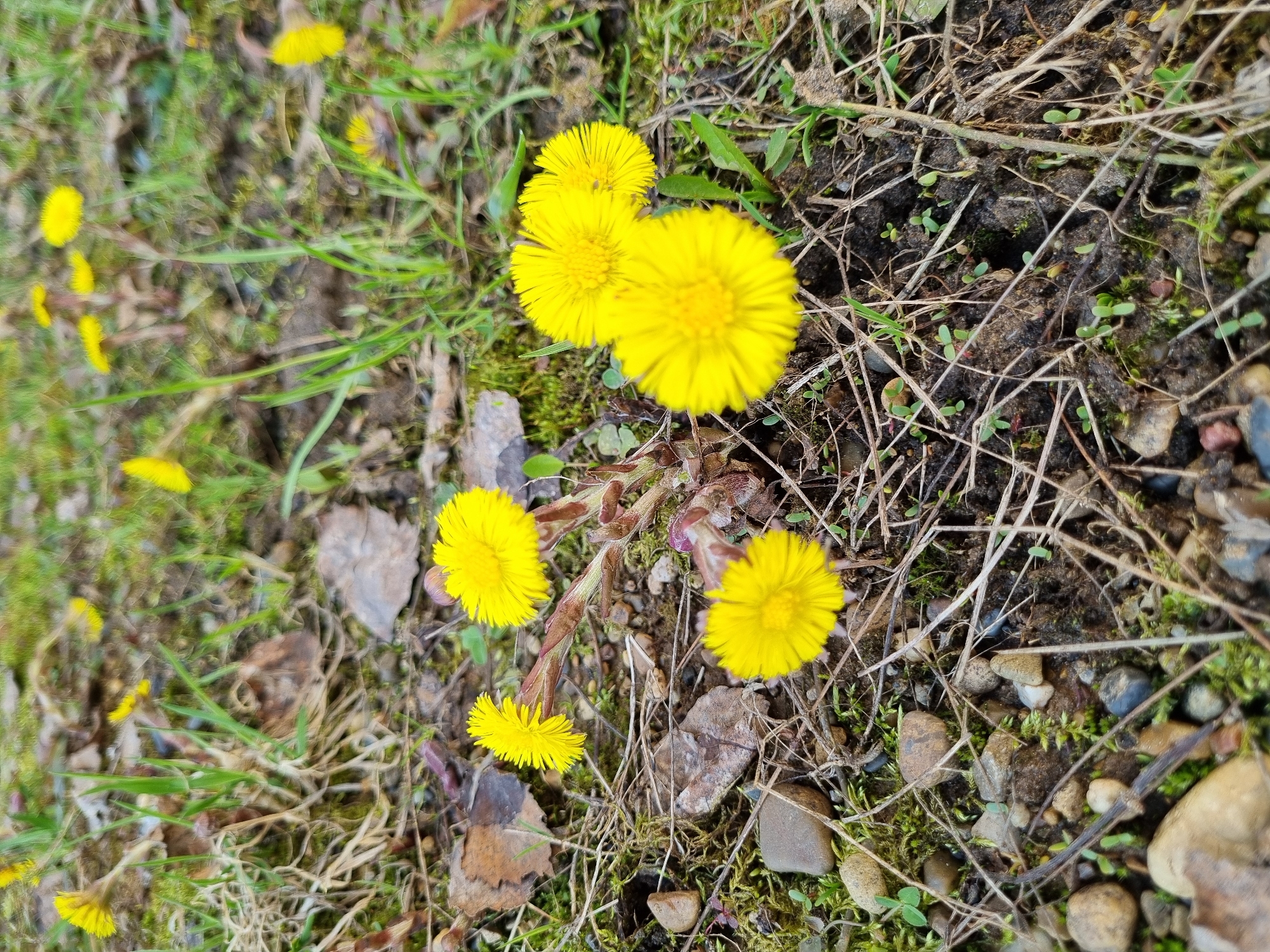The image shows a patch of ground with several yellow Coltsfoot (Tussilago farfara) flowers in bloom. The ground cover is a mix of moss, dead grass, and small pebbles. There's no indication in the image that allows the location to be narrowed down to Kemul, Russia. The flowers are the most prominent objects, with varying degrees of focus, and the background includes small pebbles and withered vegetation.