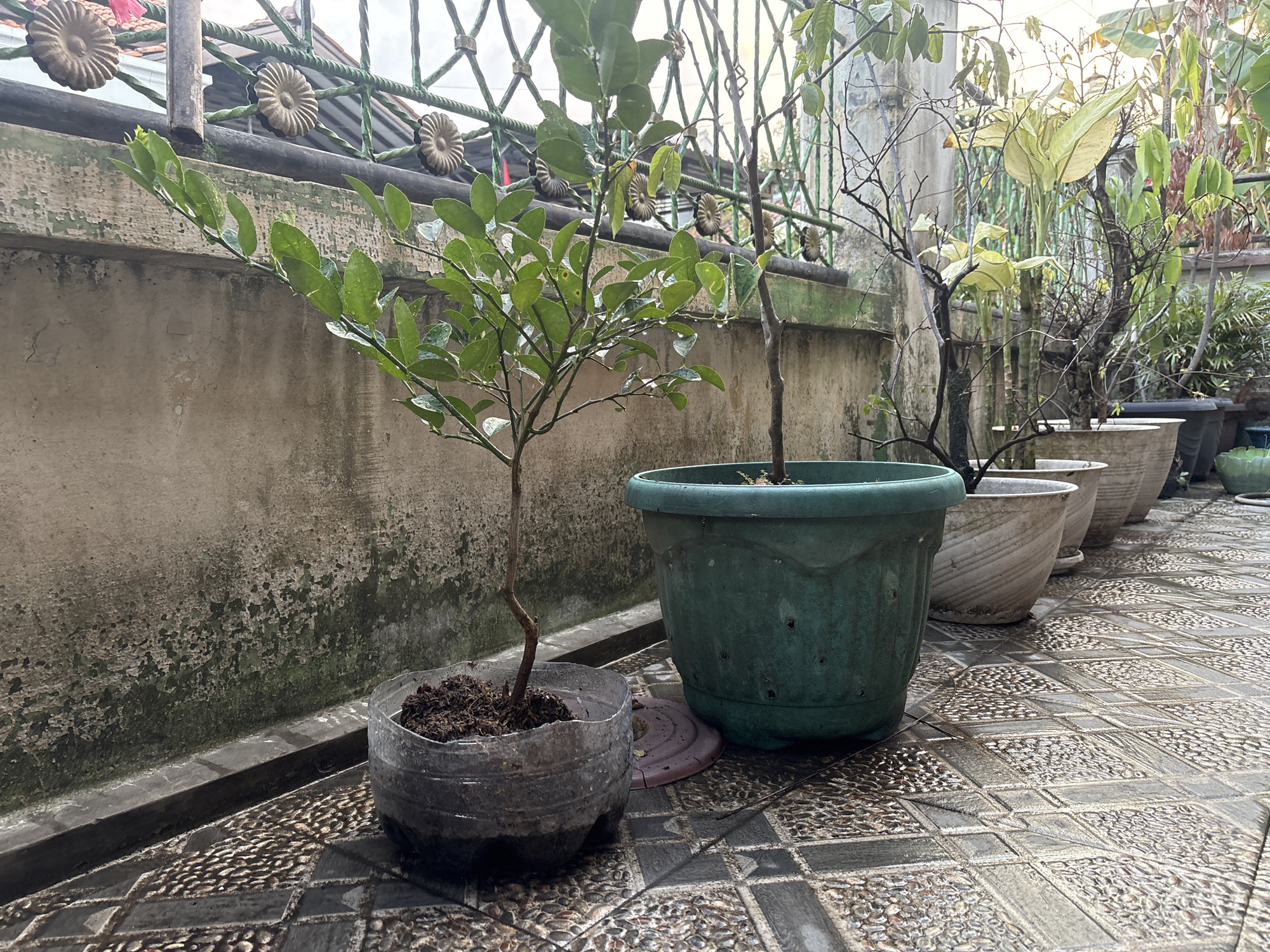 The image depicts a potted plant arrangement on a tiled patio, likely in Palimanan, Indonesia, based on context. In the foreground, a small, leafy green plant in a transparent plastic bottle serves as a planter. To its right, a larger, green plastic pot contains another plant. Behind these, a row of several other pots, varying in size and material, are visible, some with plants and some appearing to contain dead or dormant branches. The backdrop consists of a textured, weathered concrete wall with patches of green growth, topped by a decorative metal fence. The tiled ground appears wet, suggesting recent rain. The overall scene is a close-up, eye-level view of a modest collection of plants in an outdoor urban or residential setting. No people are present in the frame.
